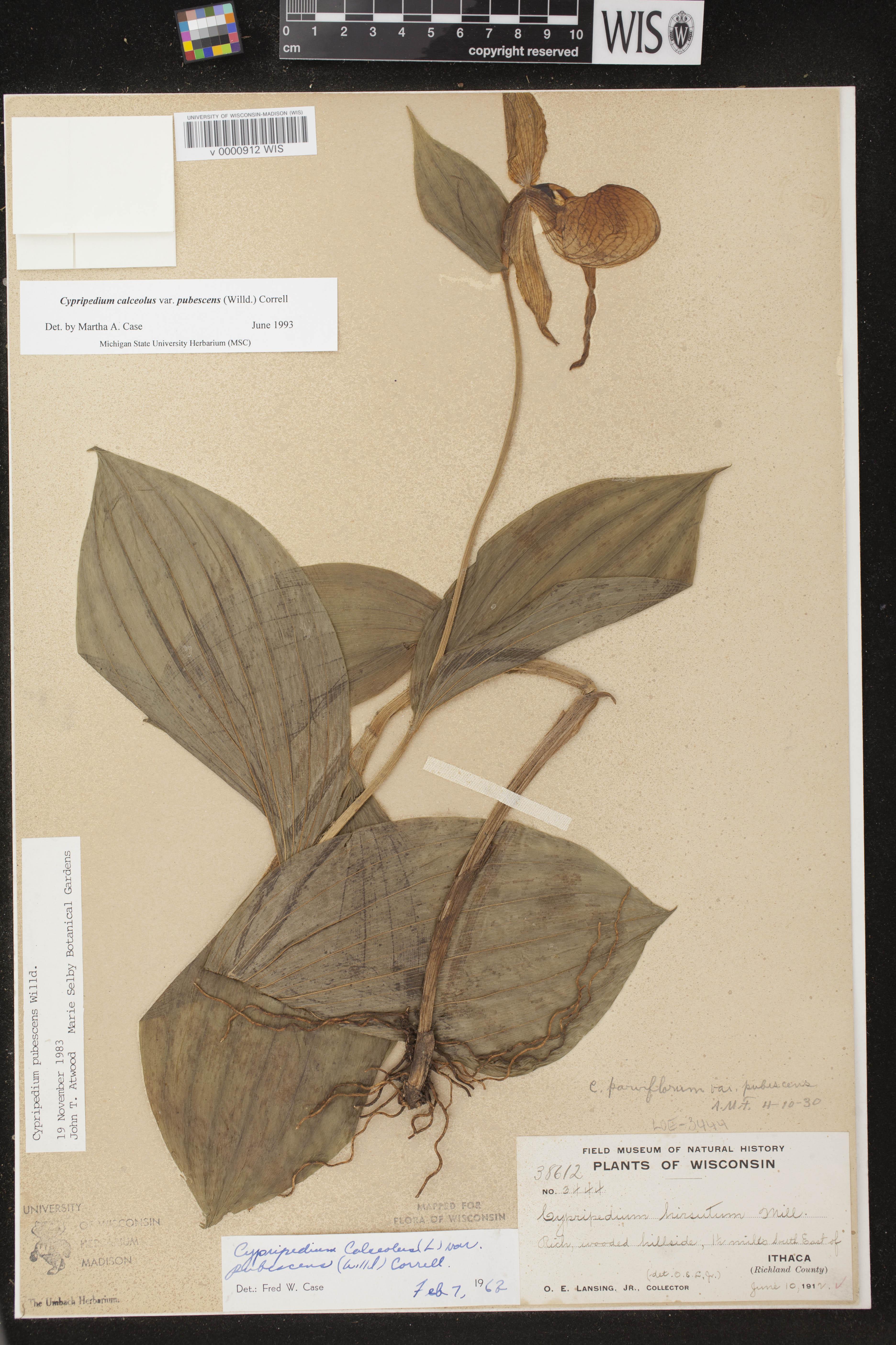 Cypripedium parviflorum var. pubescens image