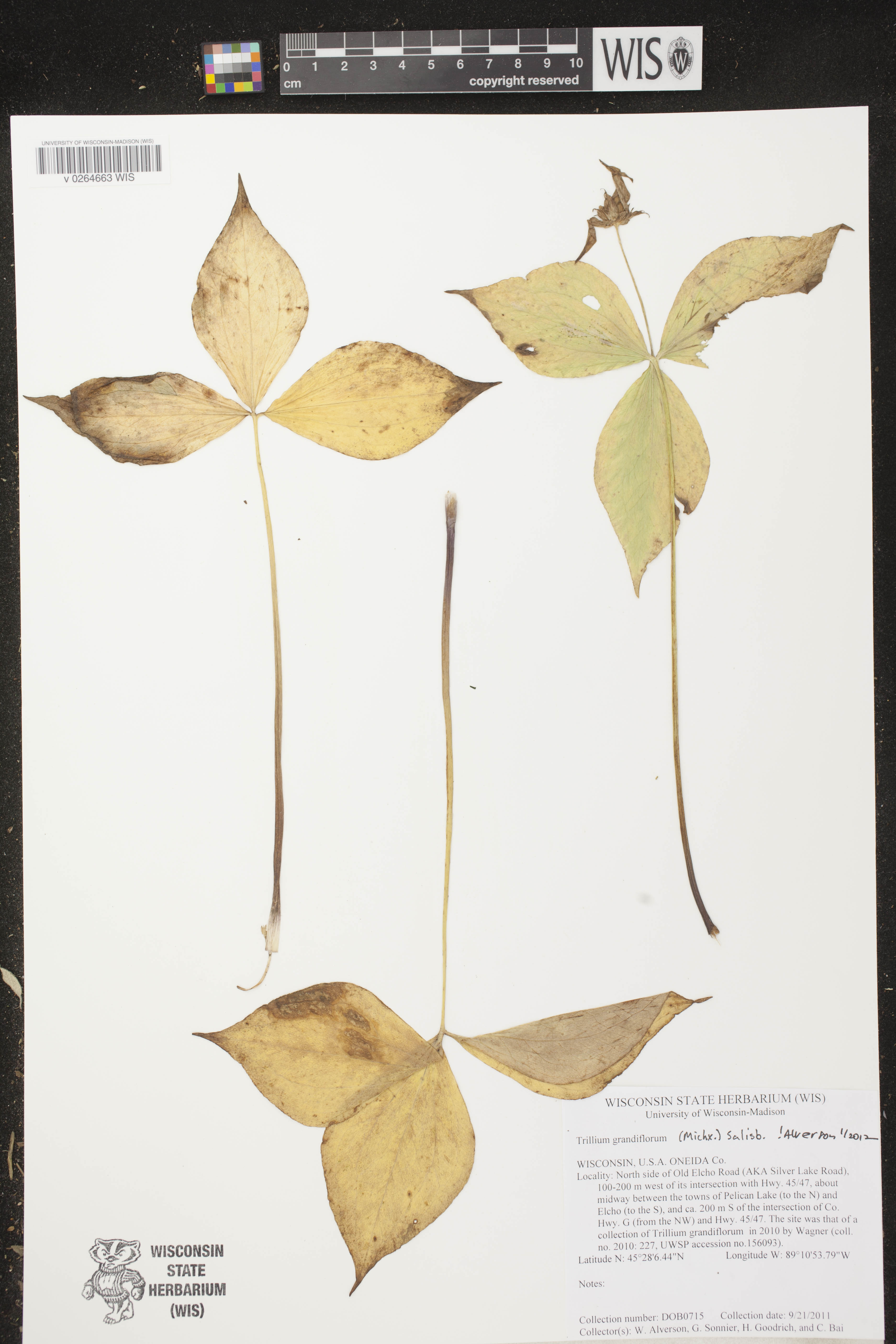 Trillium grandiflorum image