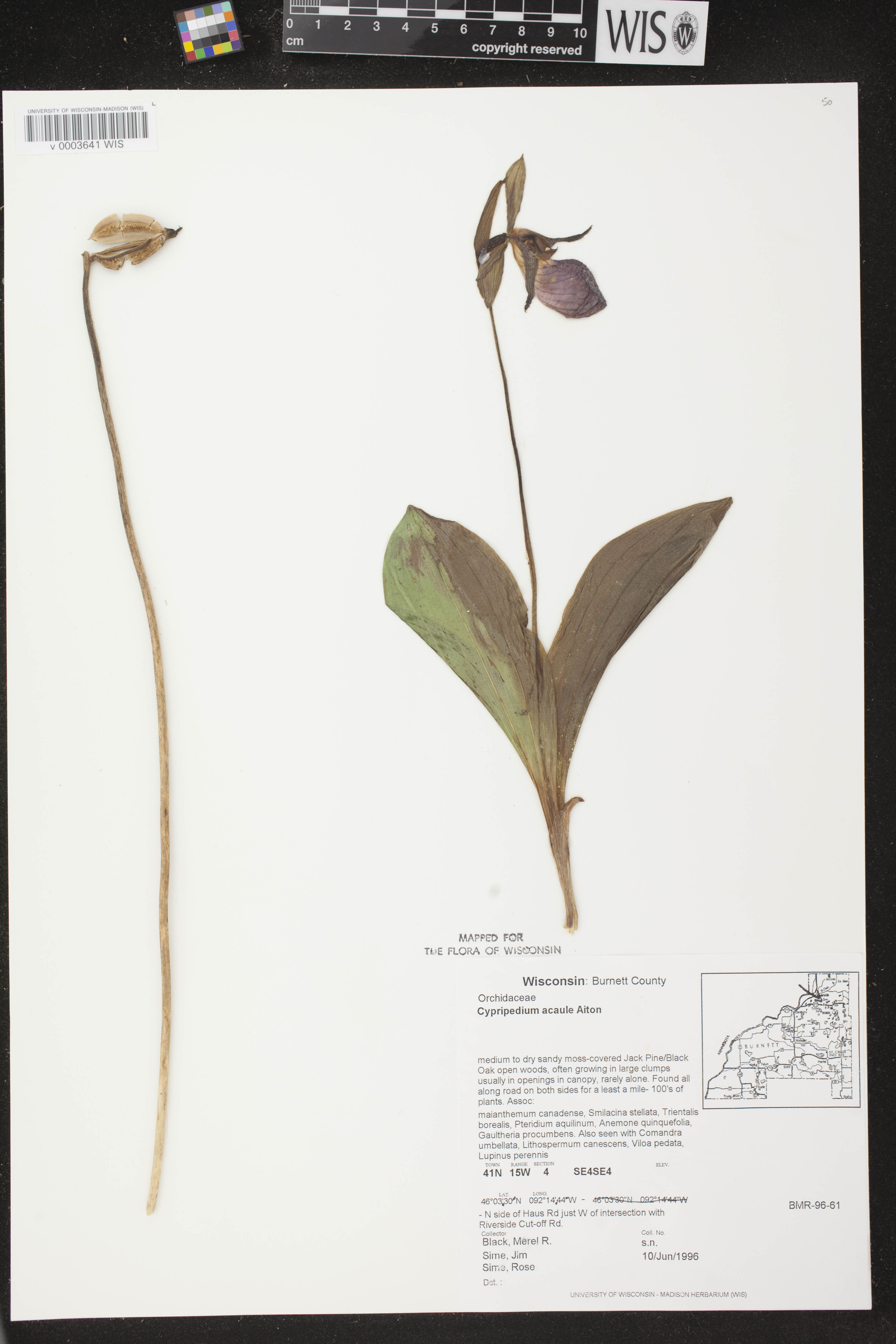 Cypripedium acaule image