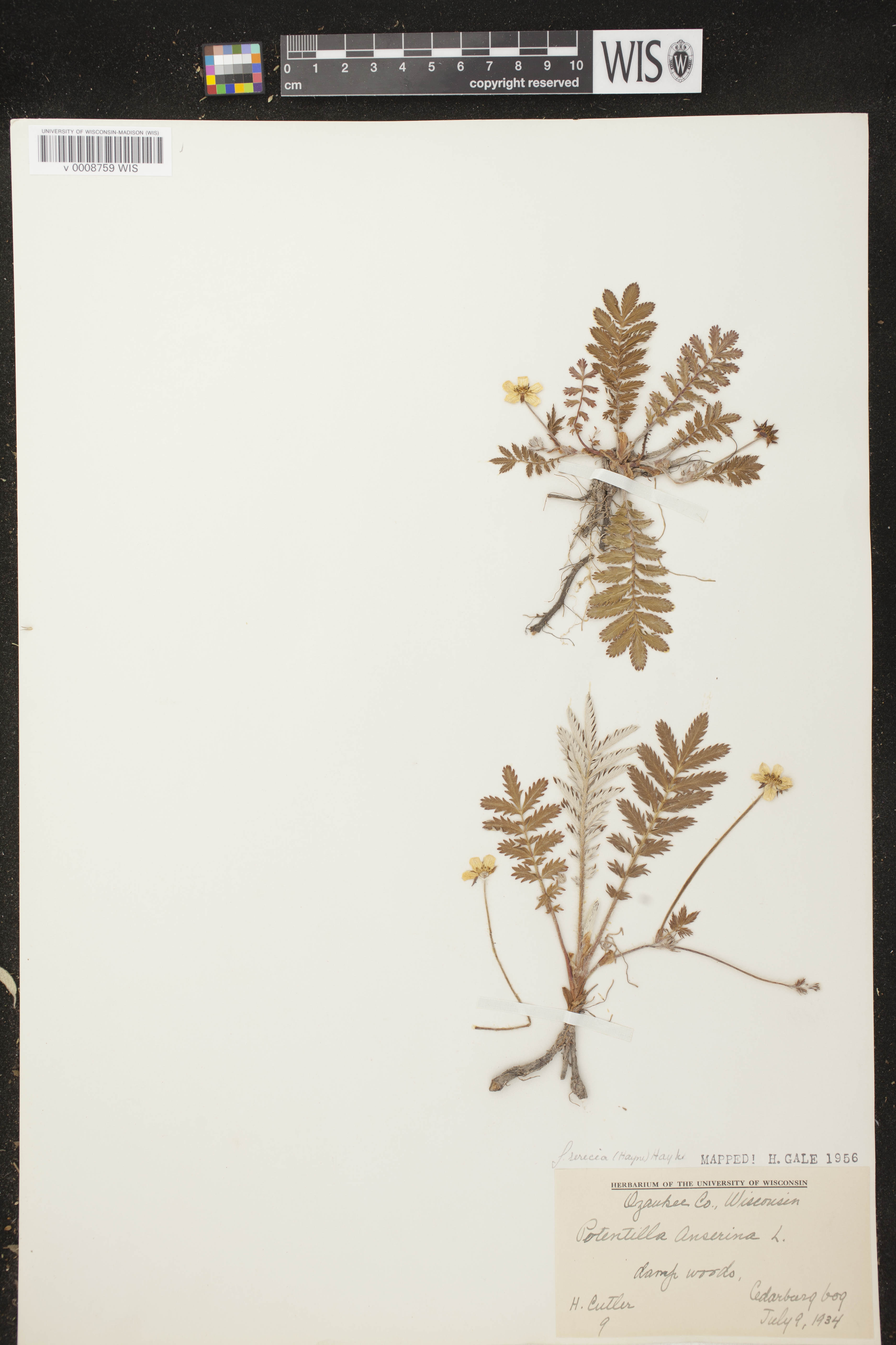 Potentilla anserina subsp. anserina image