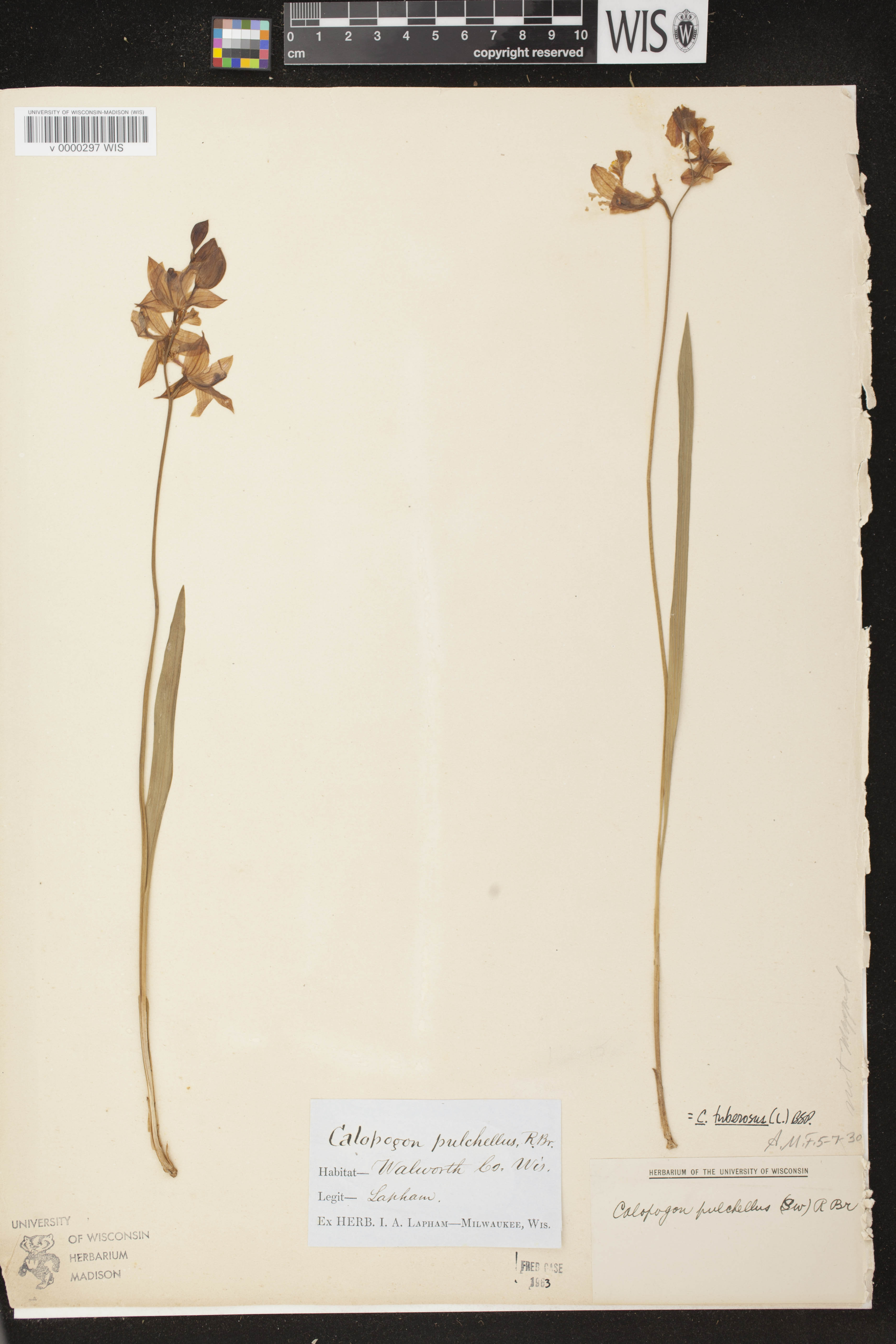 Calopogon tuberosus var. tuberosus image