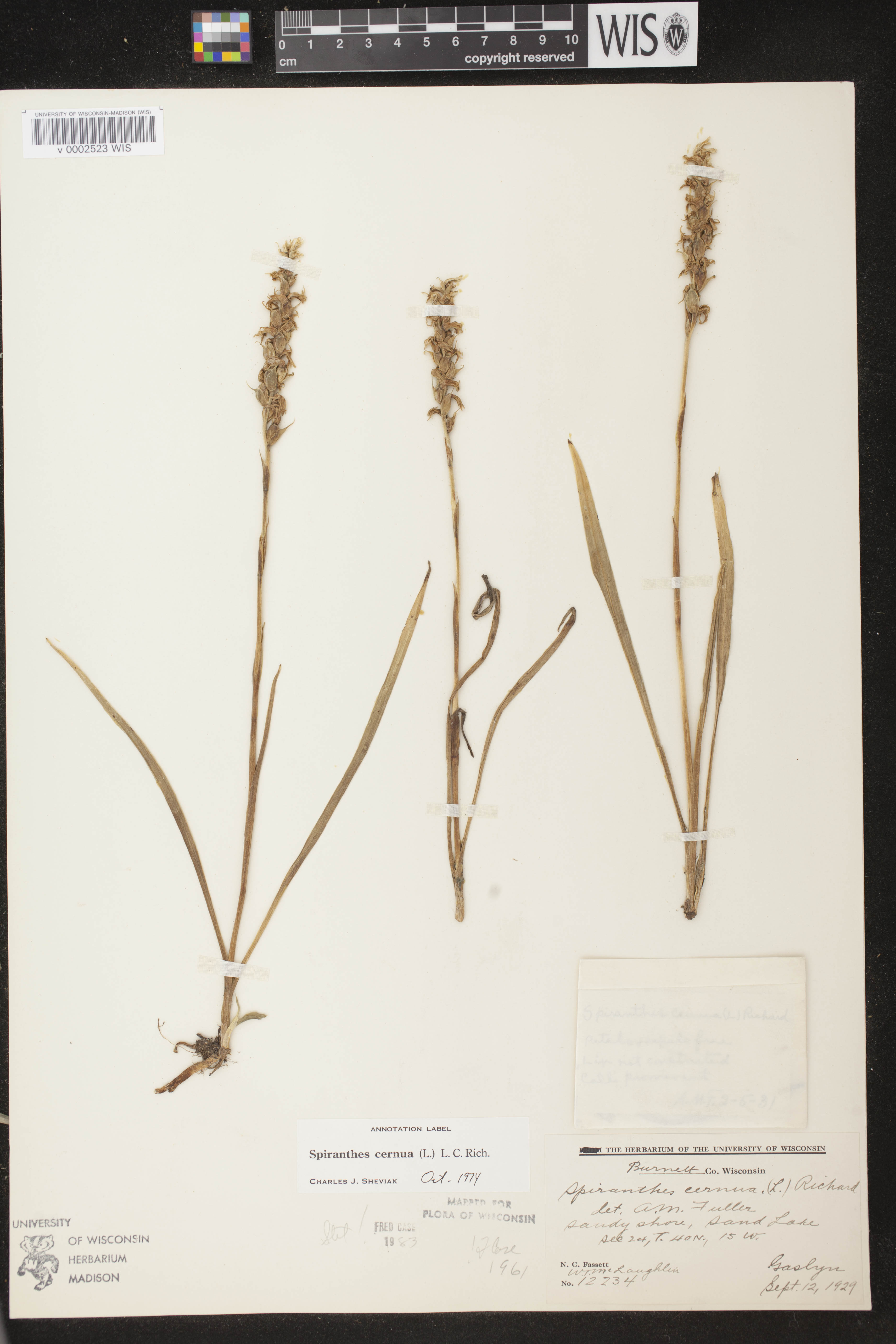 Spiranthes cernua image
