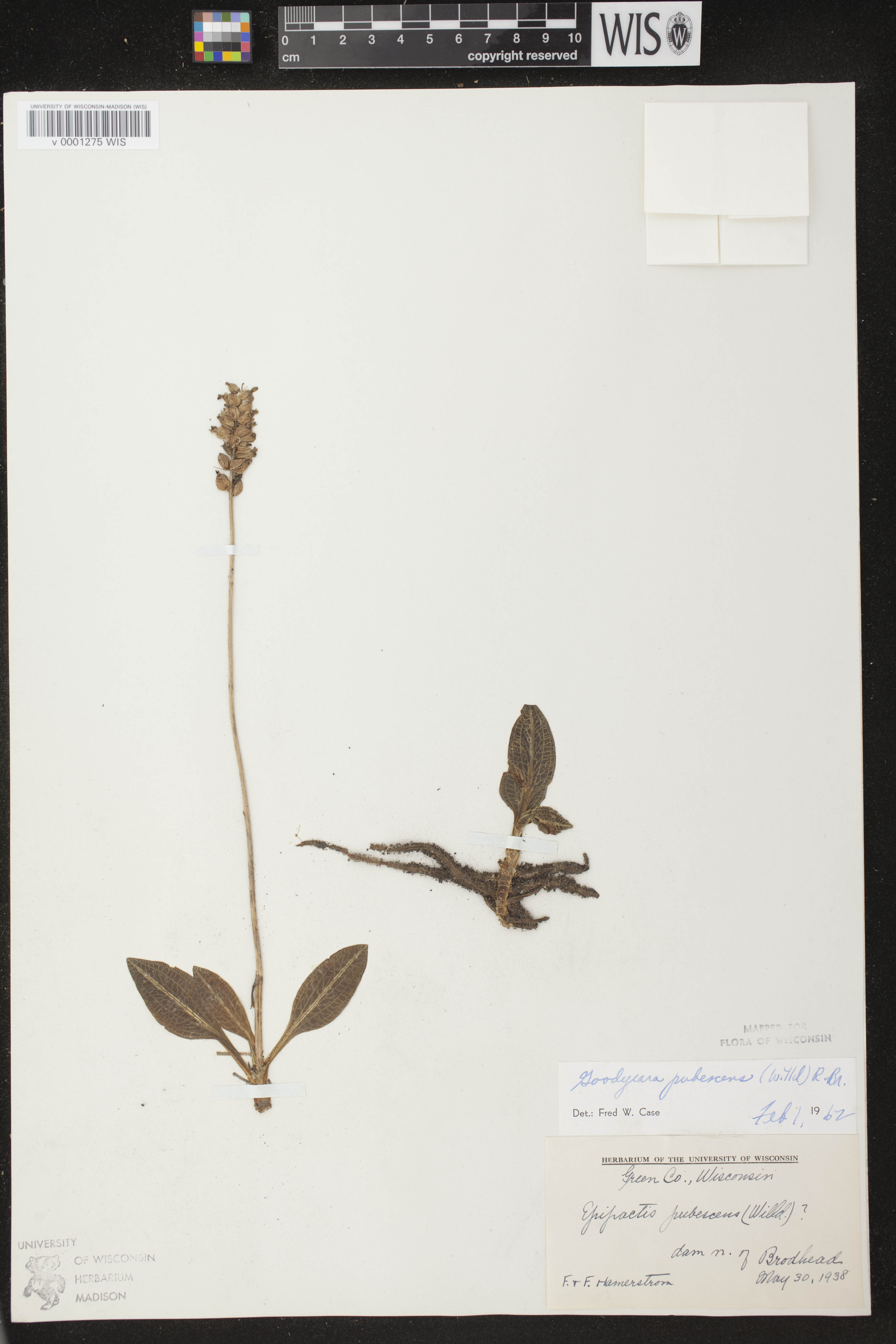 Goodyera pubescens image