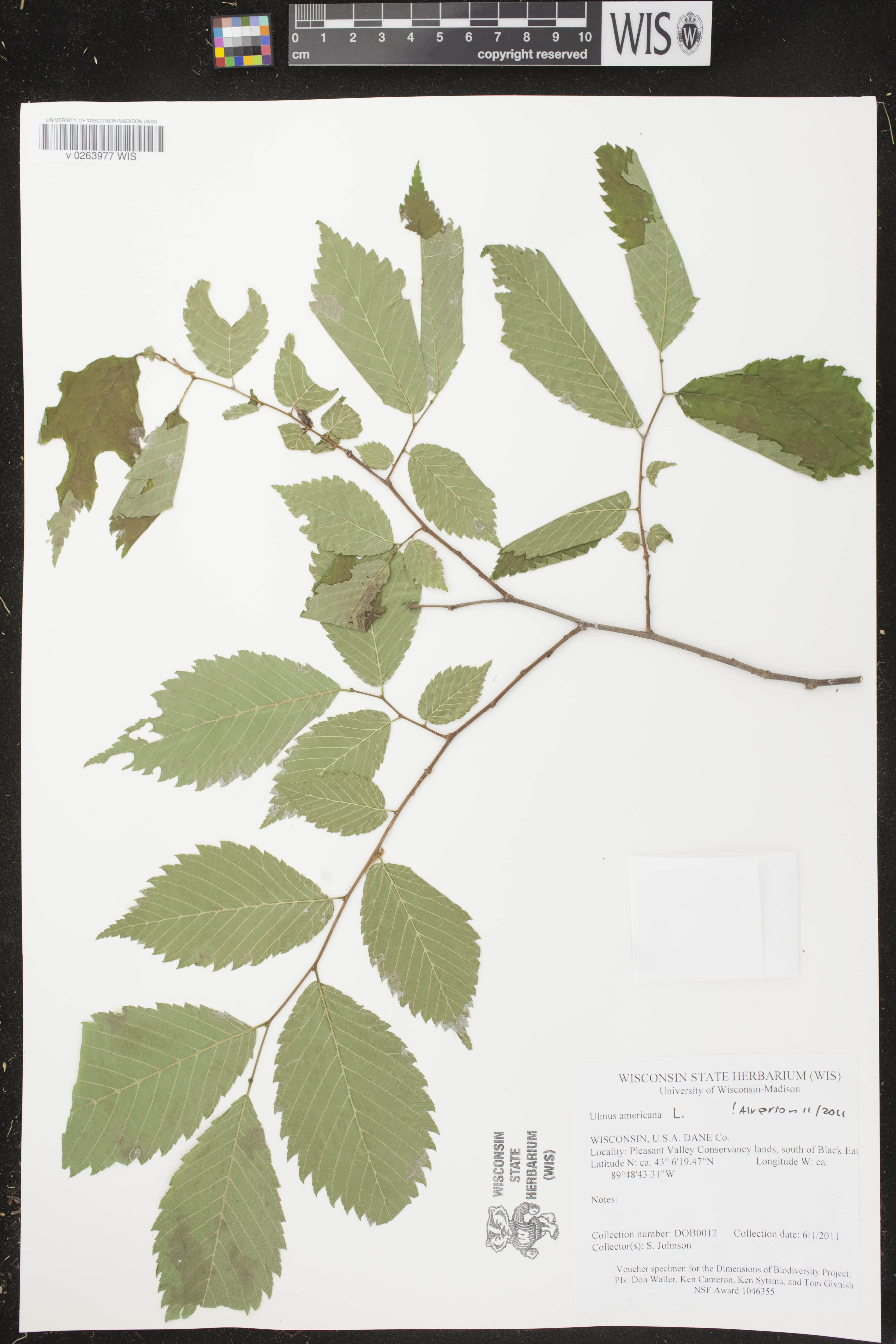 Ulmus americana image