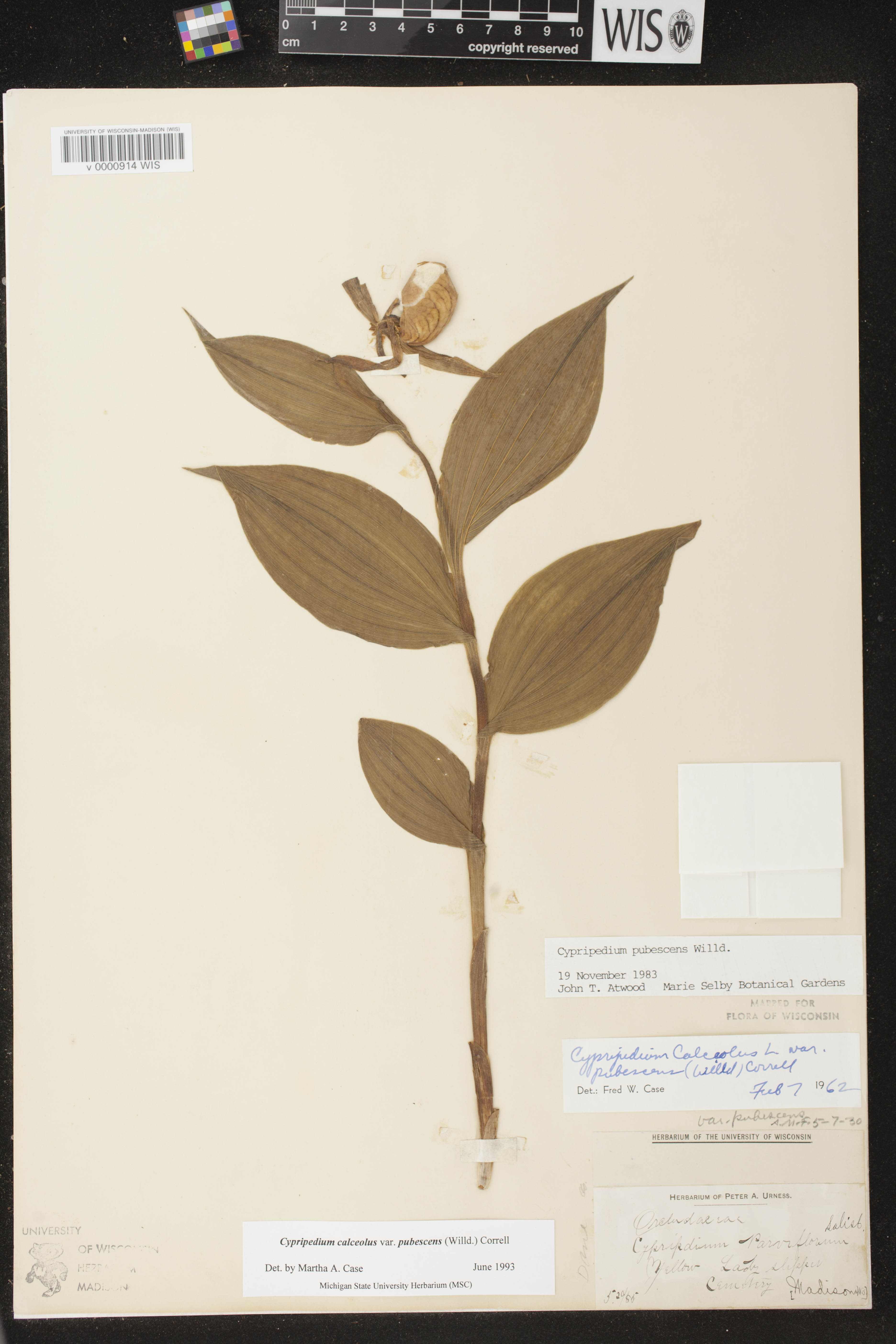 Cypripedium parviflorum var. pubescens image