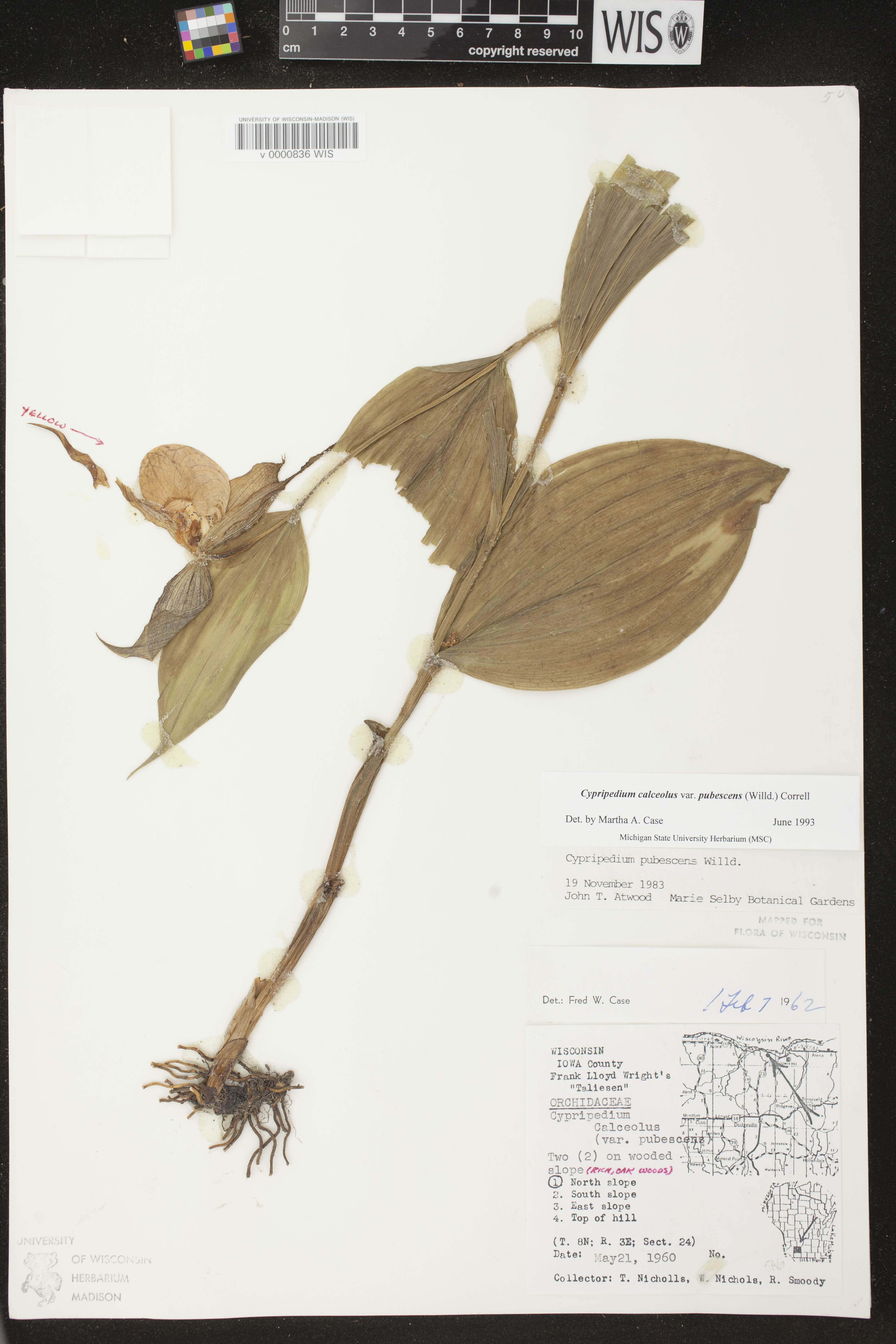 Cypripedium parviflorum var. pubescens image