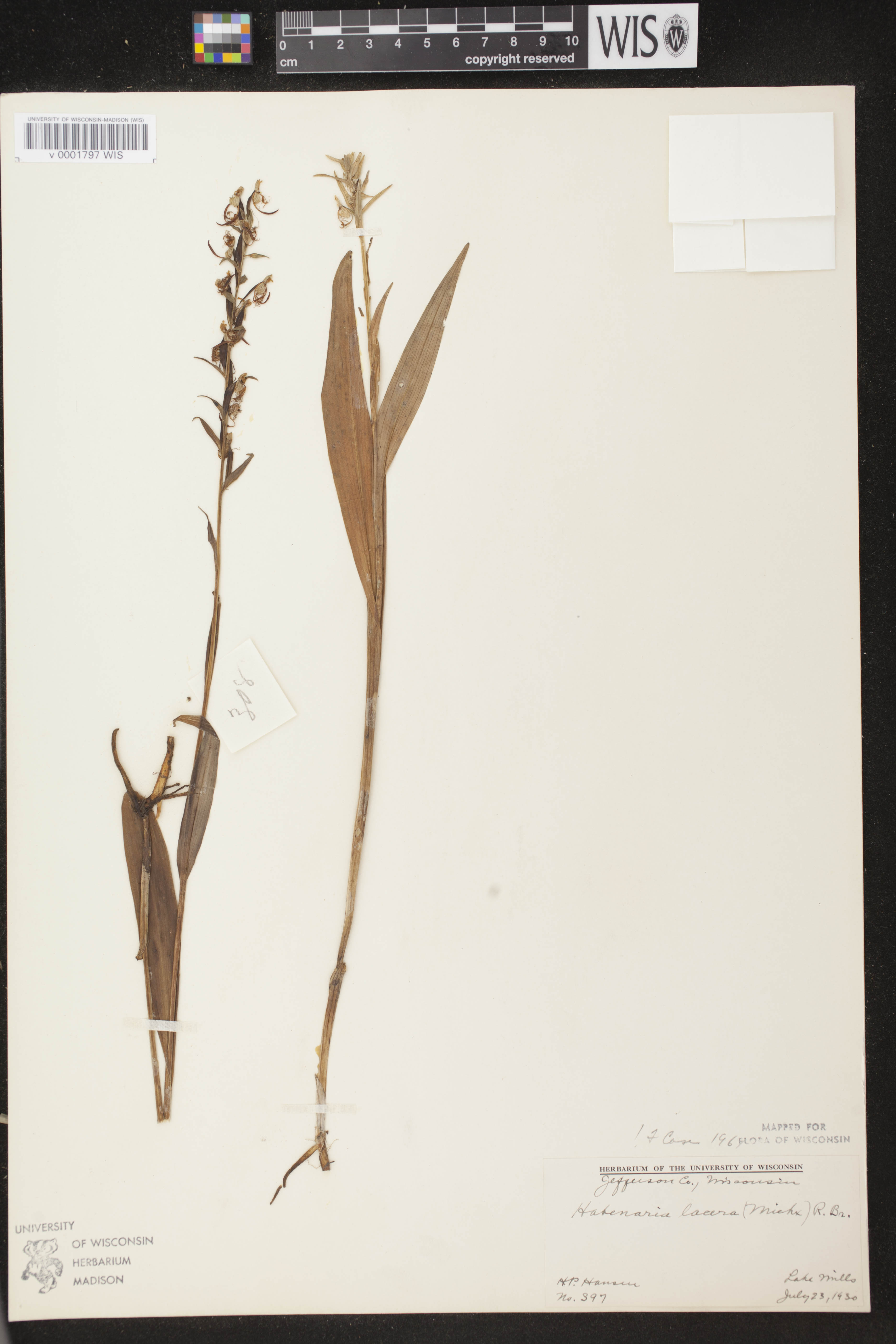 Platanthera lacera image