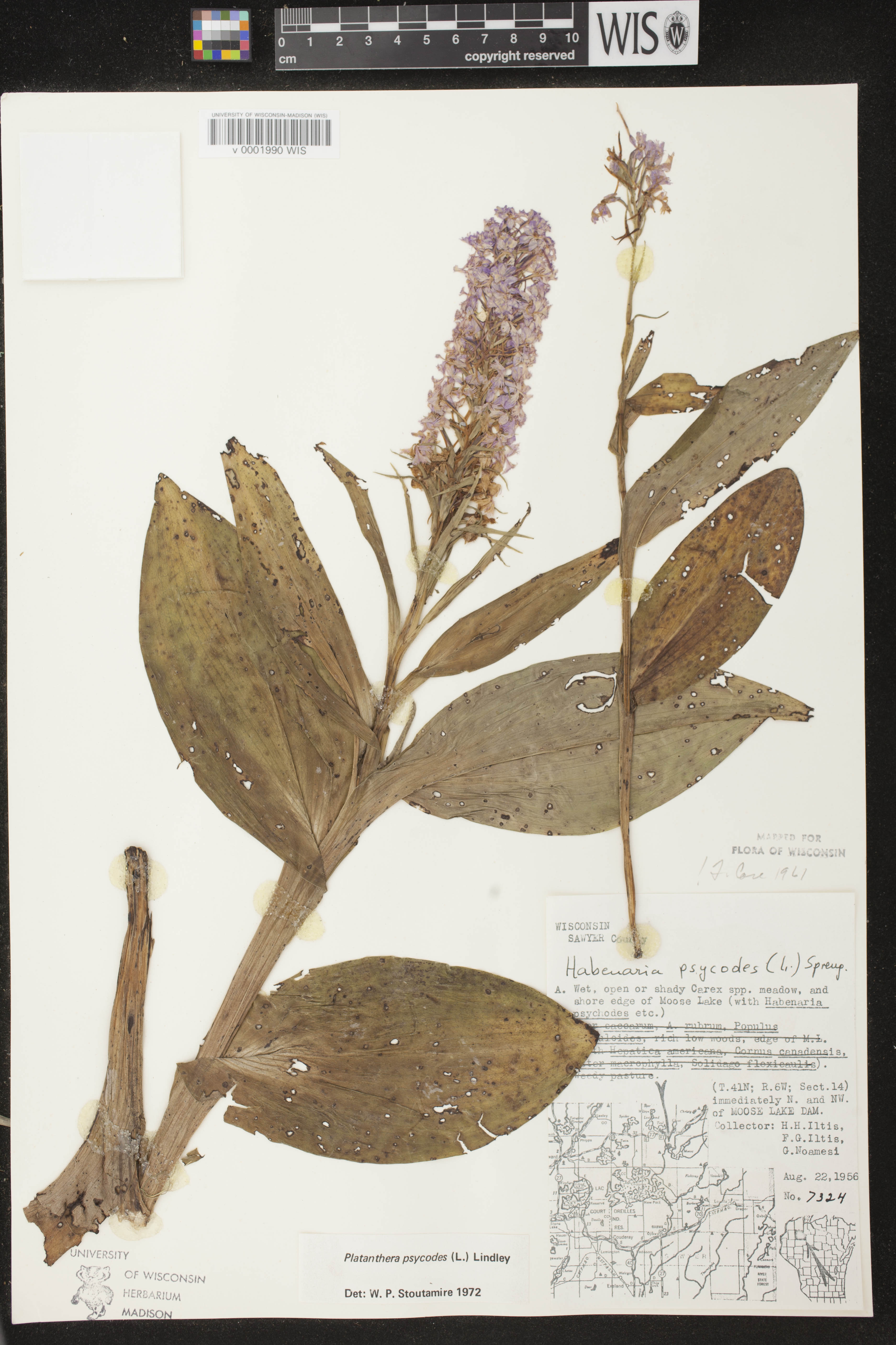 Platanthera psycodes image
