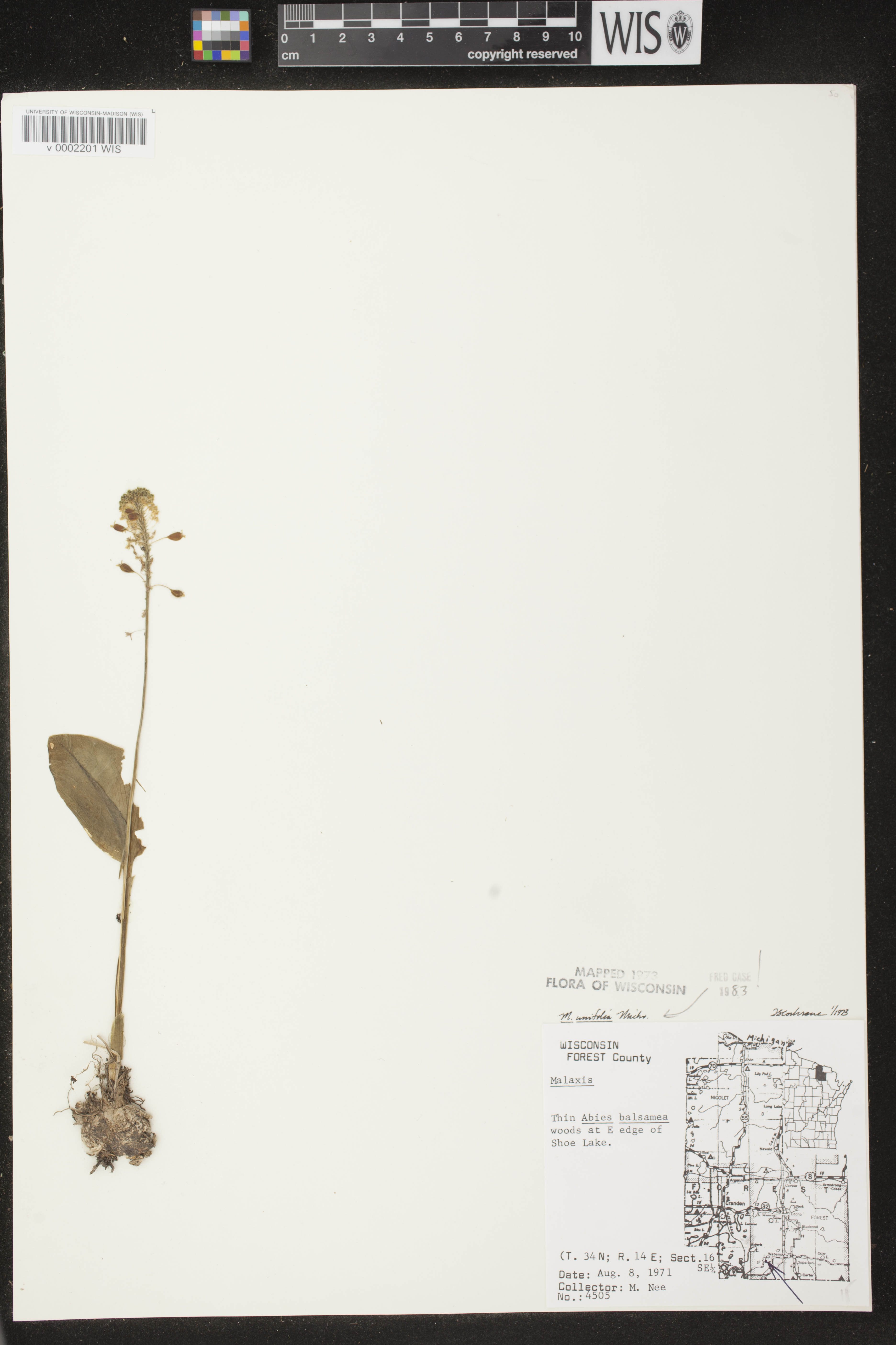 Malaxis unifolia image