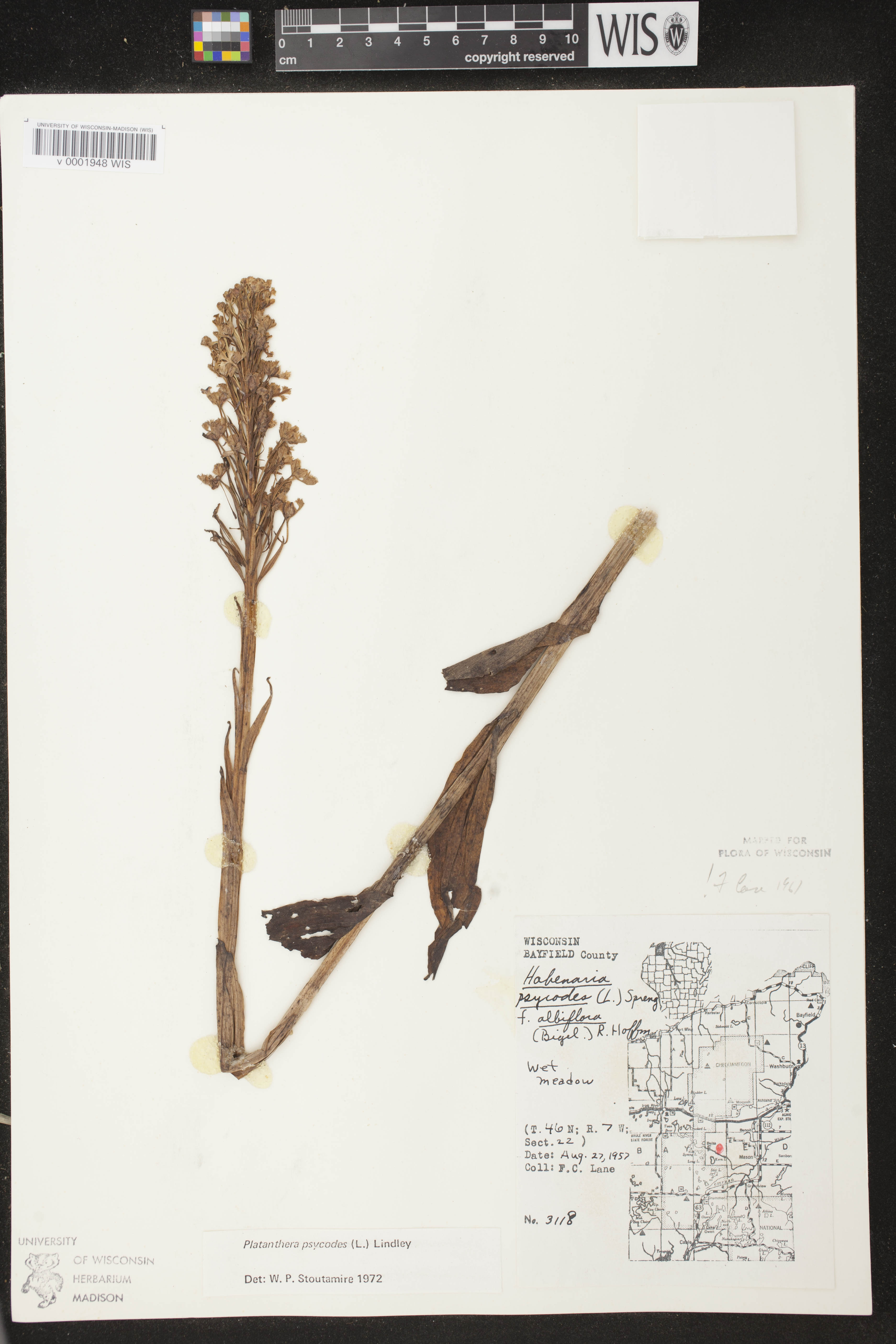 Platanthera psycodes image