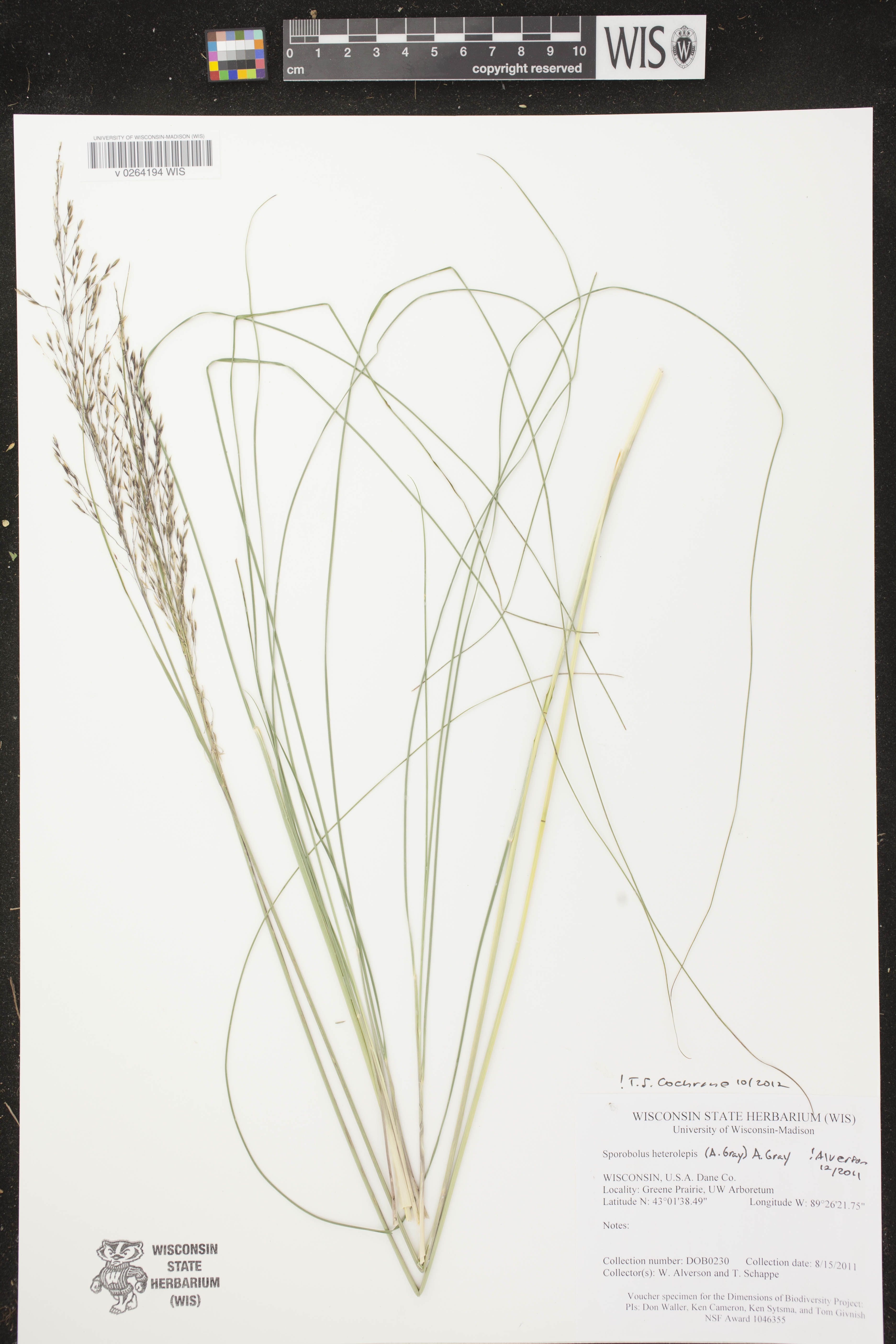 Sporobolus heterolepis image