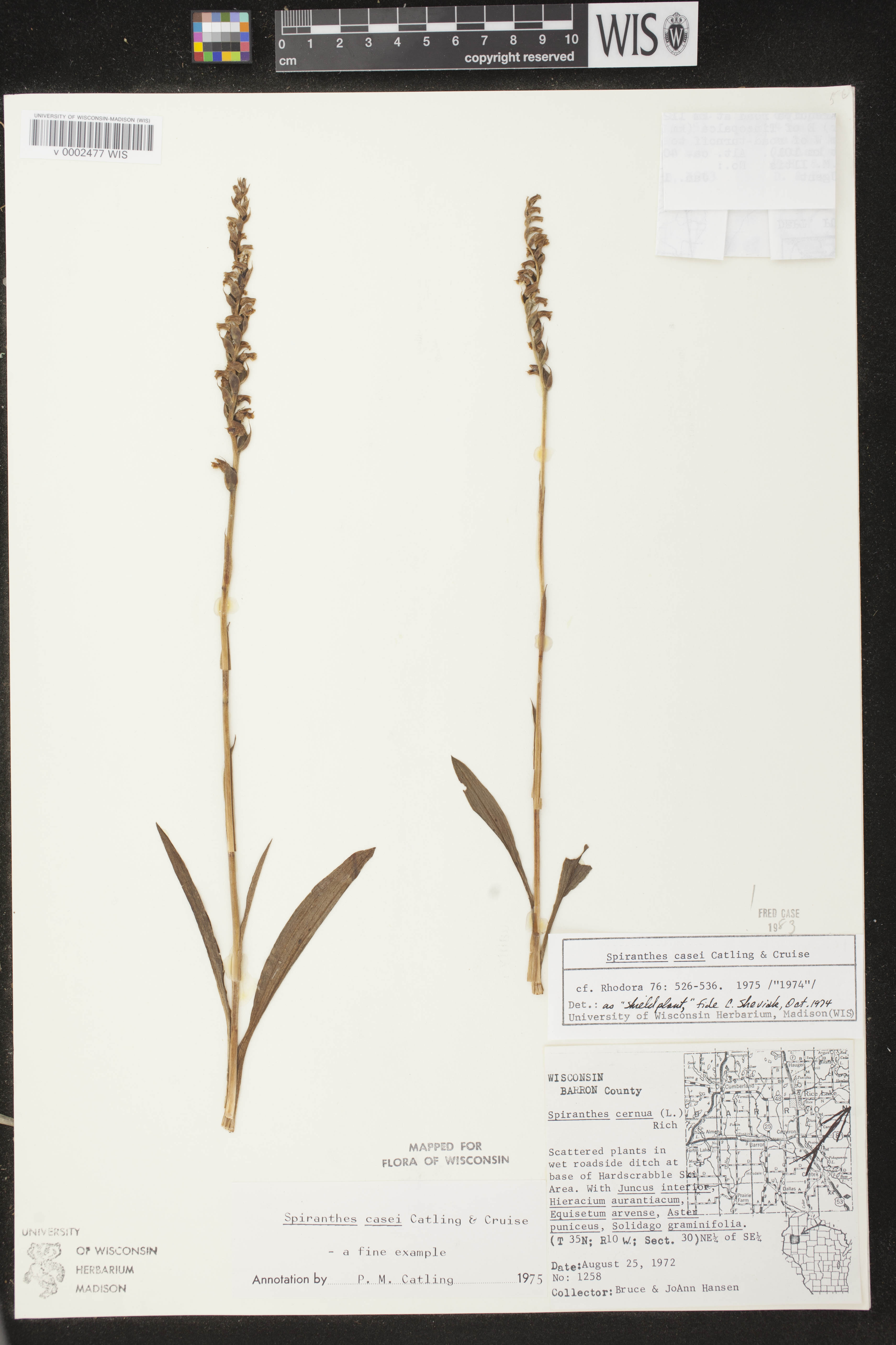 Spiranthes casei image