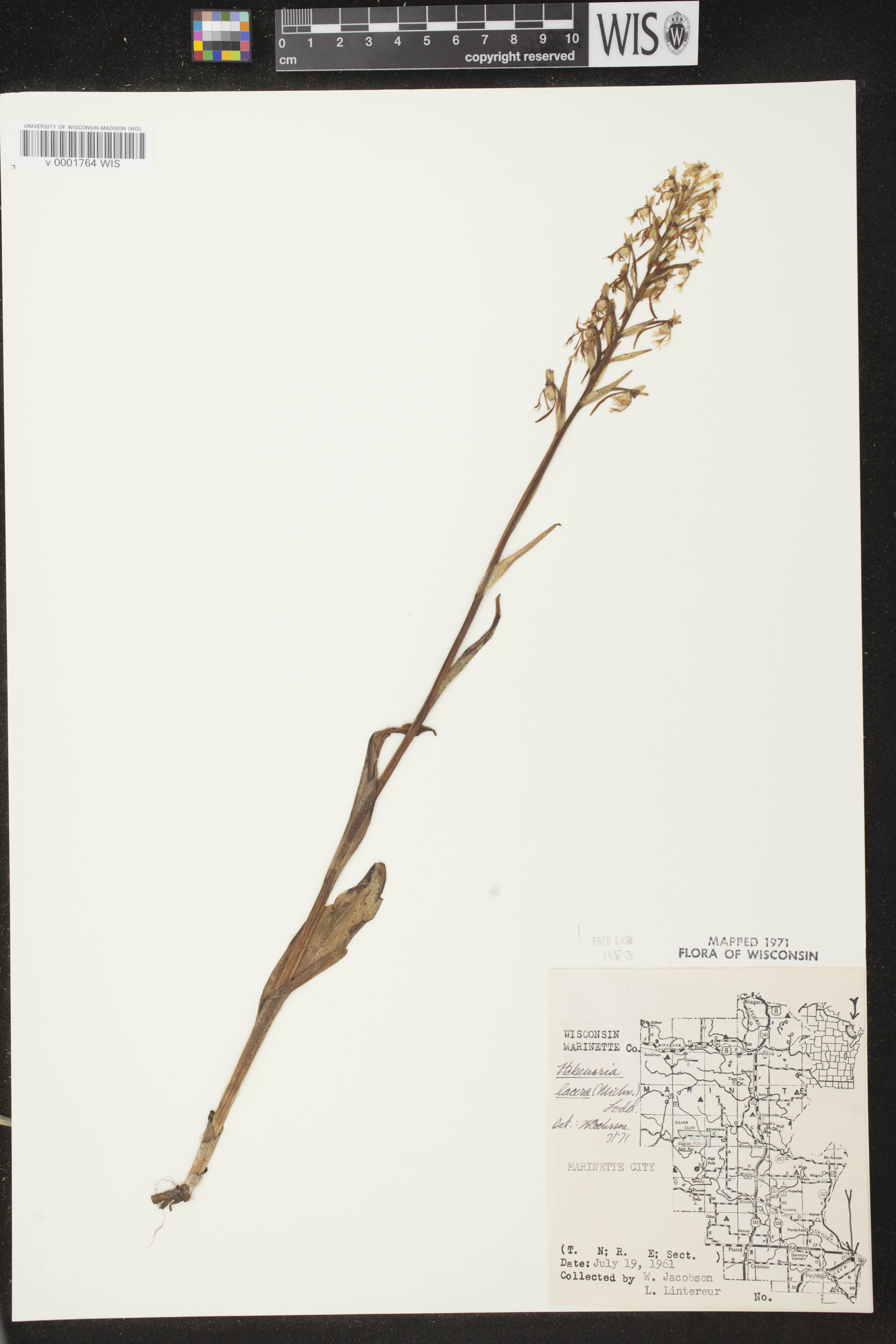 Platanthera lacera image