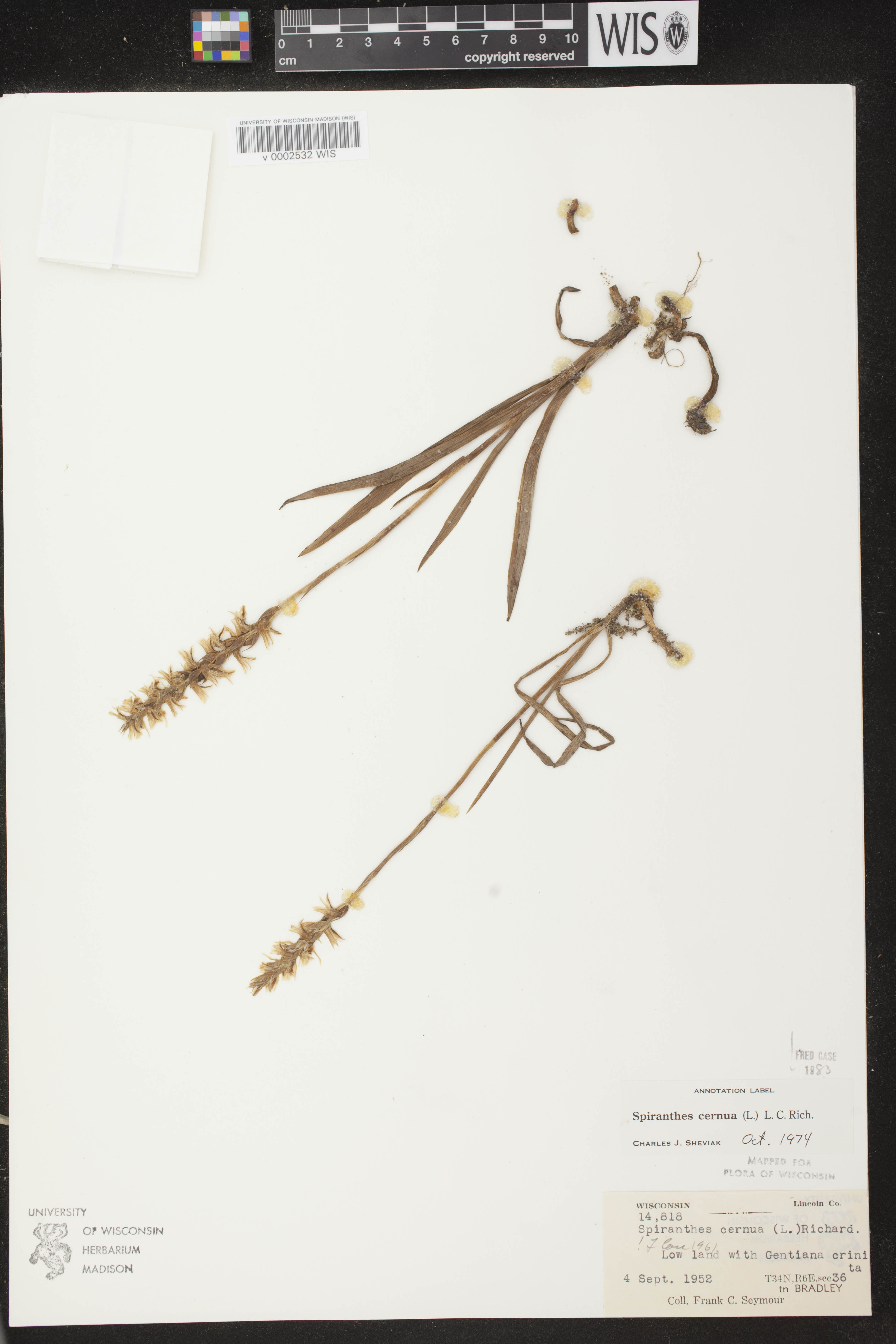 Spiranthes cernua image