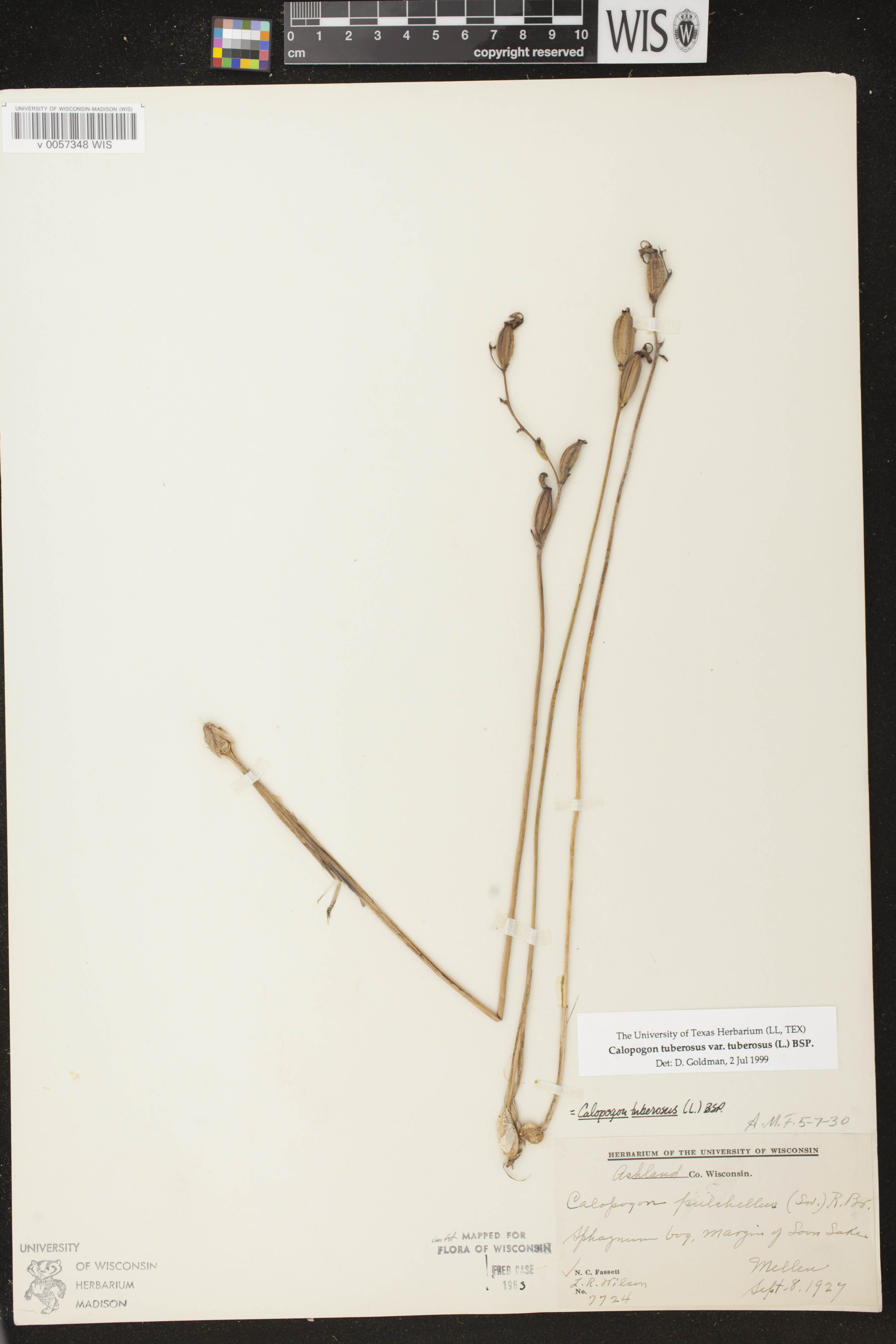 Calopogon tuberosus image