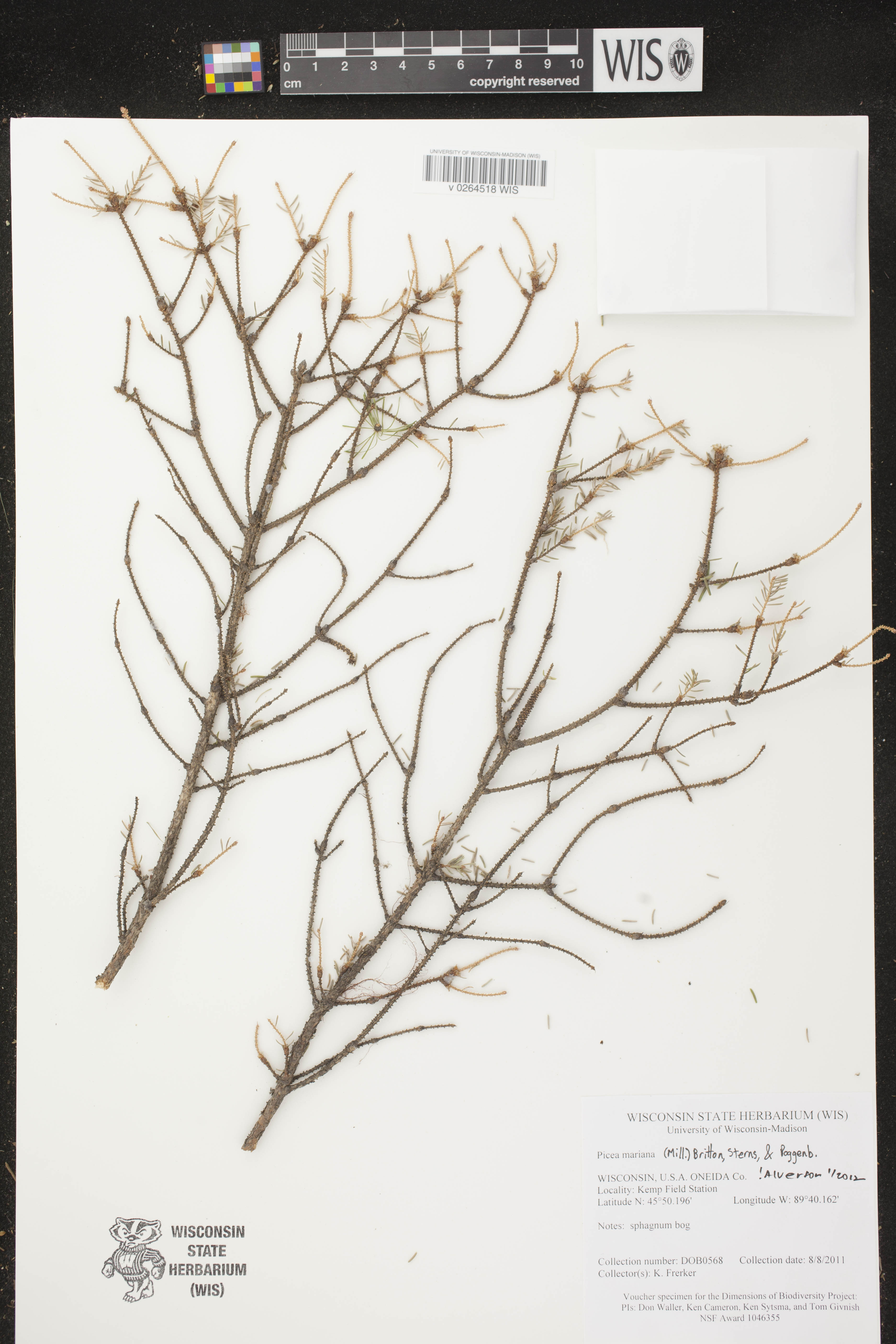 Picea mariana image