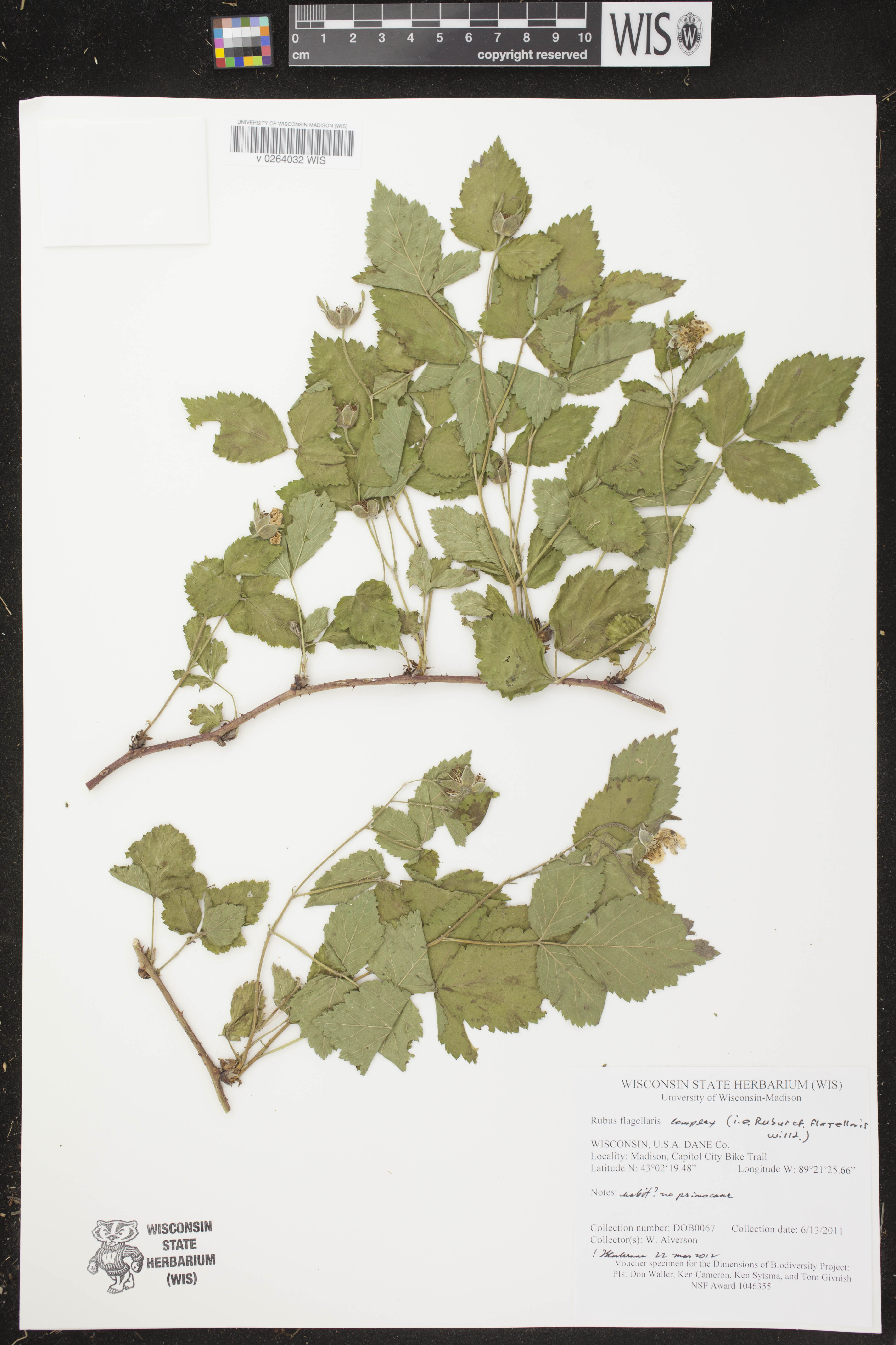 Rubus flagellaris image