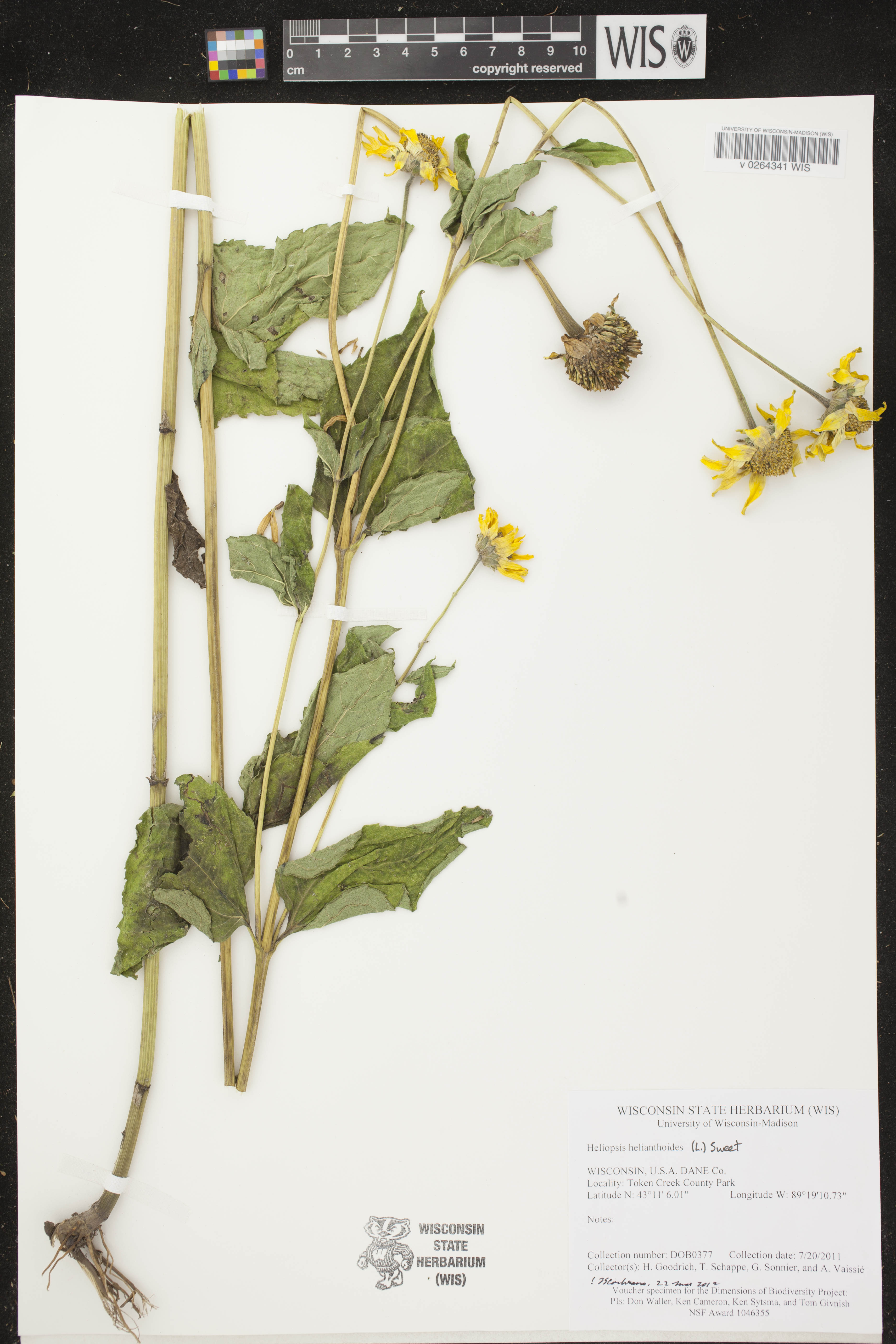 Heliopsis helianthoides image