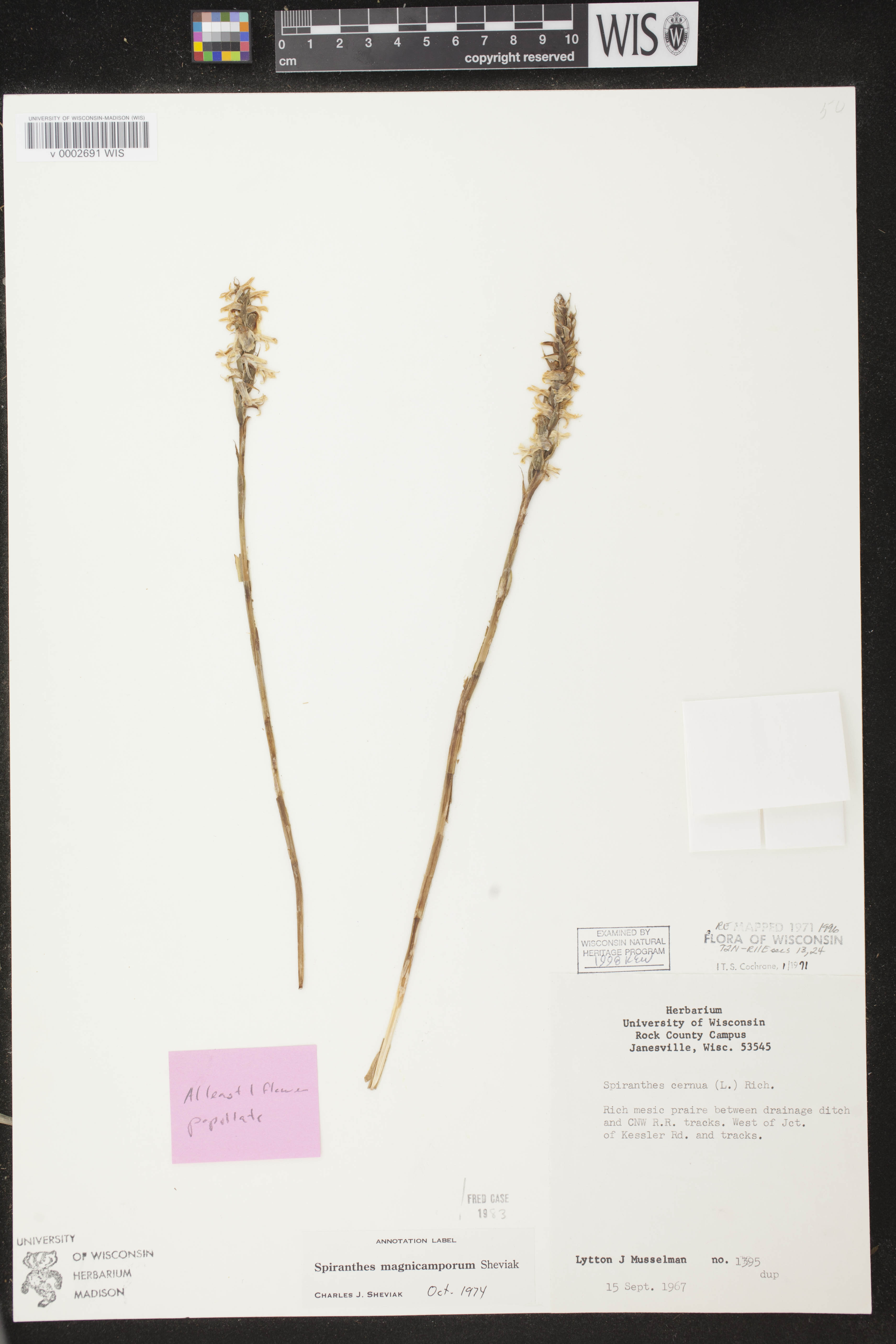 Spiranthes magnicamporum image