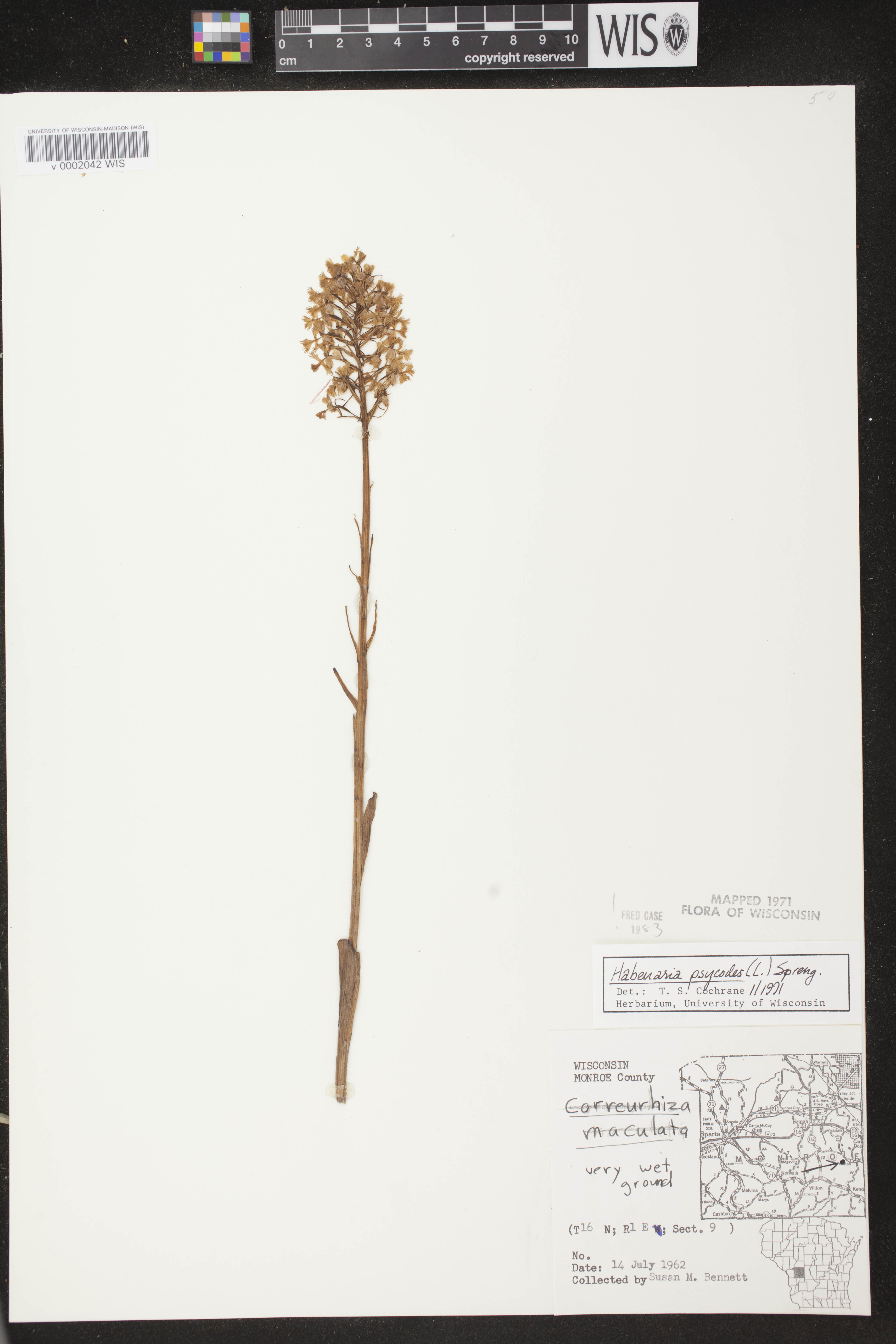 Platanthera psycodes image