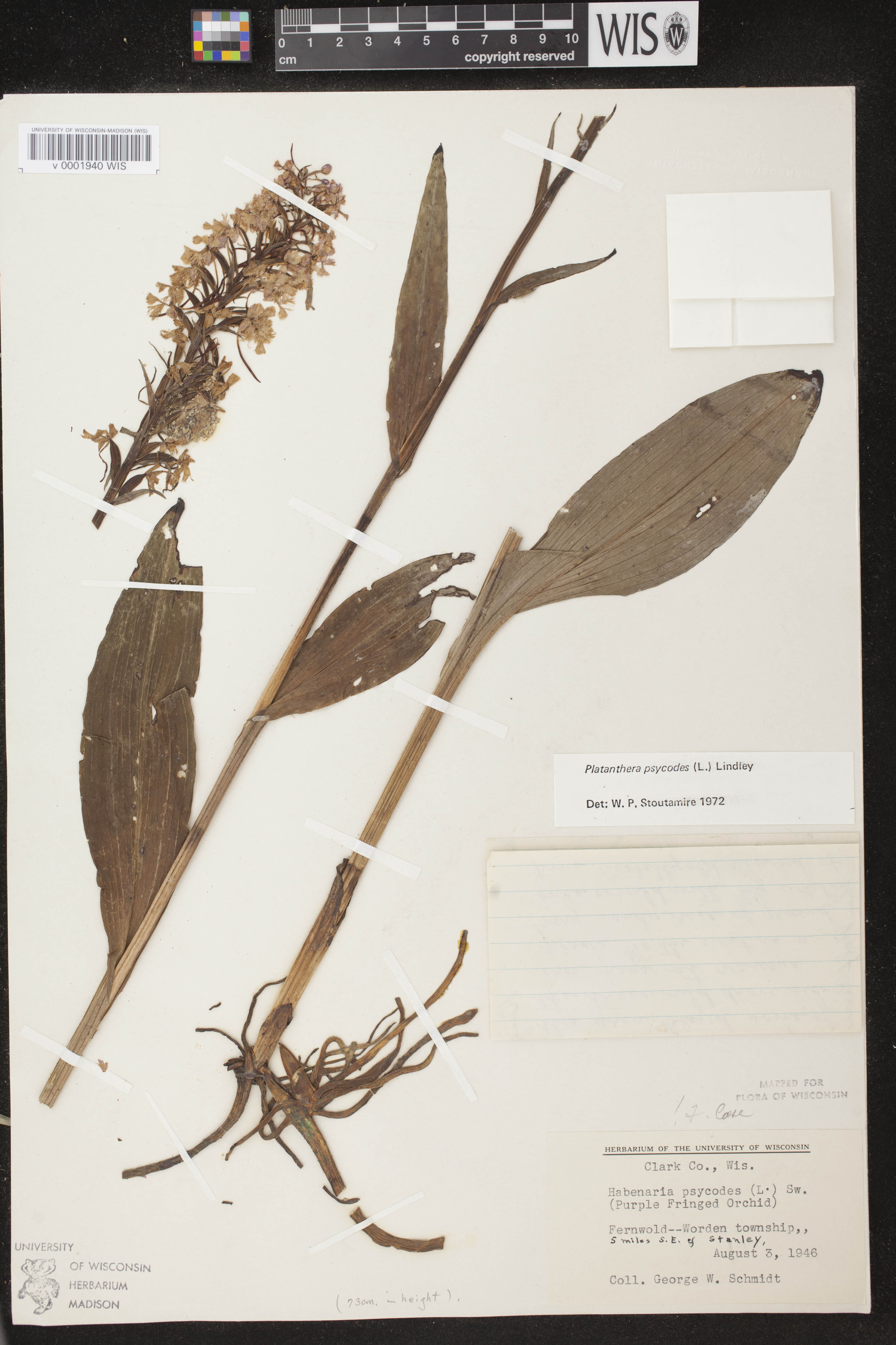 Platanthera psycodes image