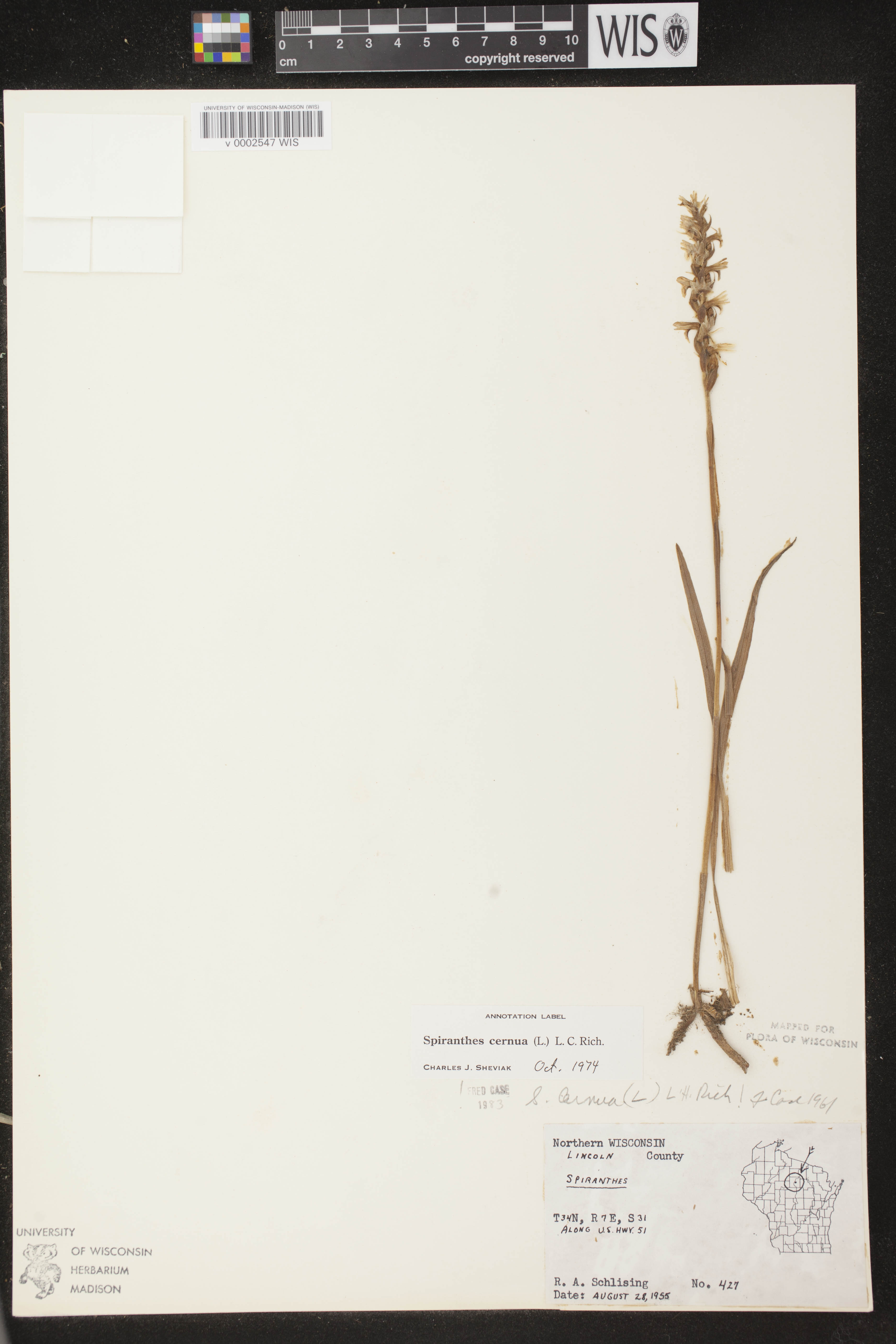 Spiranthes cernua image