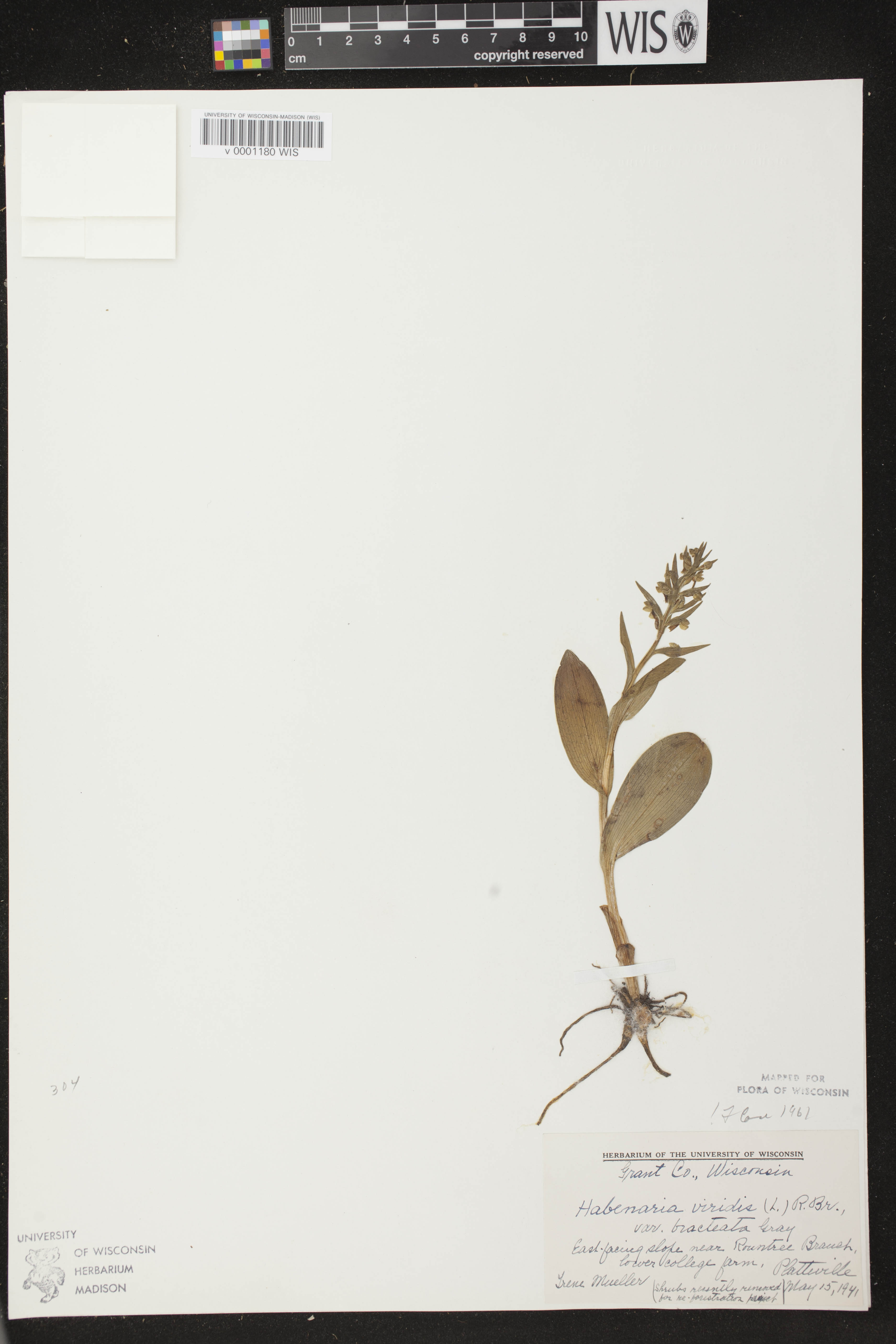 Coeloglossum viride var. virescens image