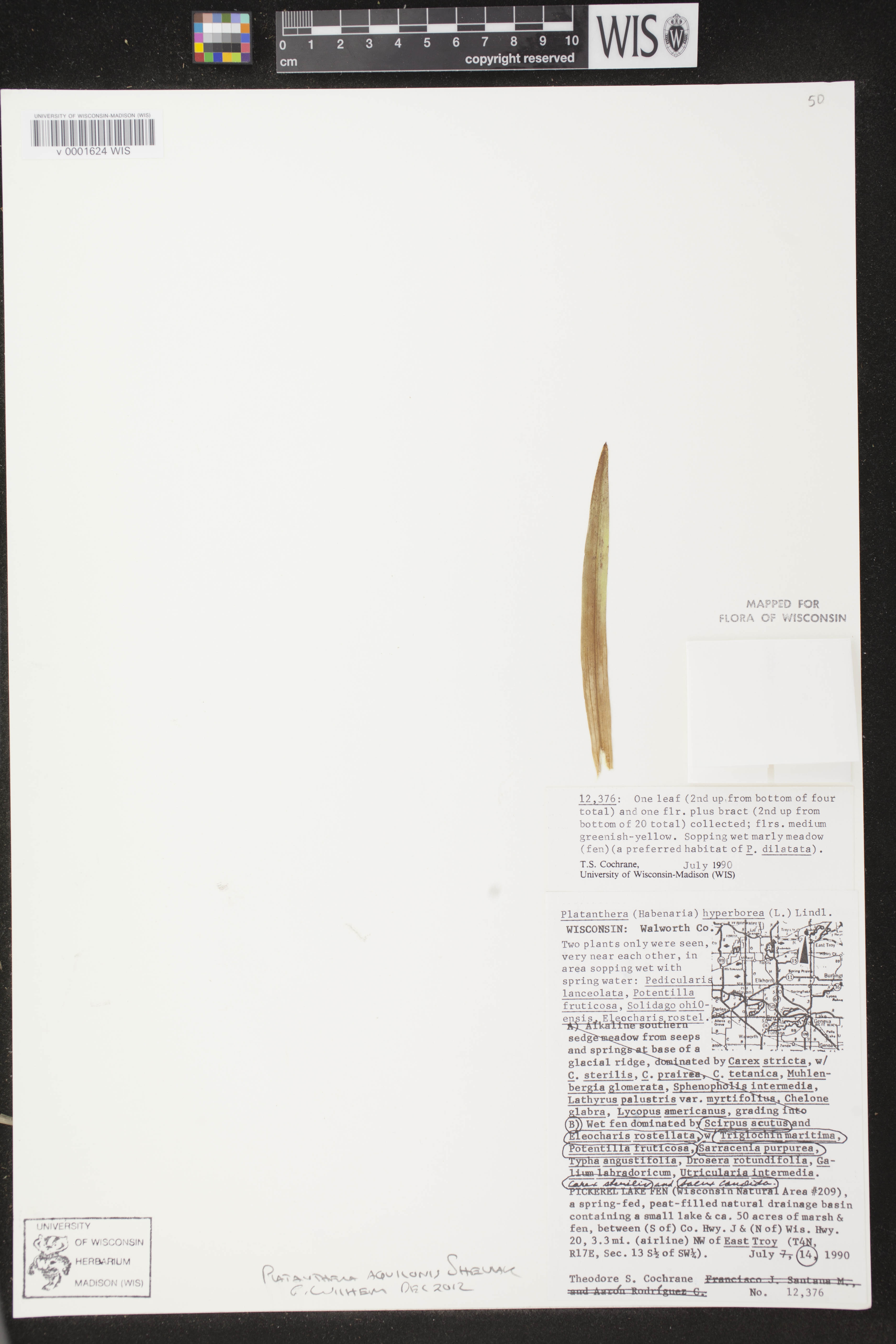 Platanthera huronensis image