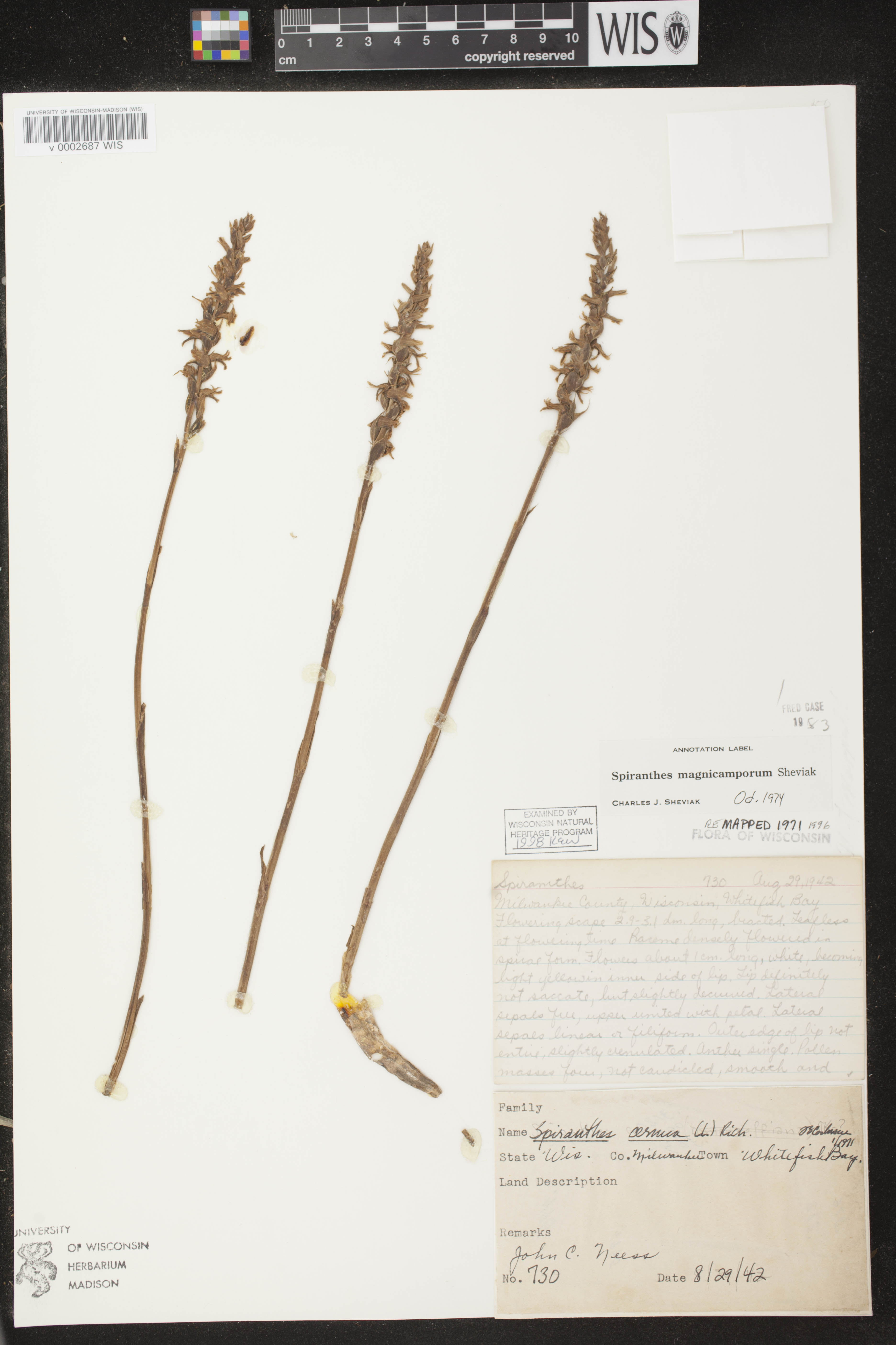 Spiranthes magnicamporum image