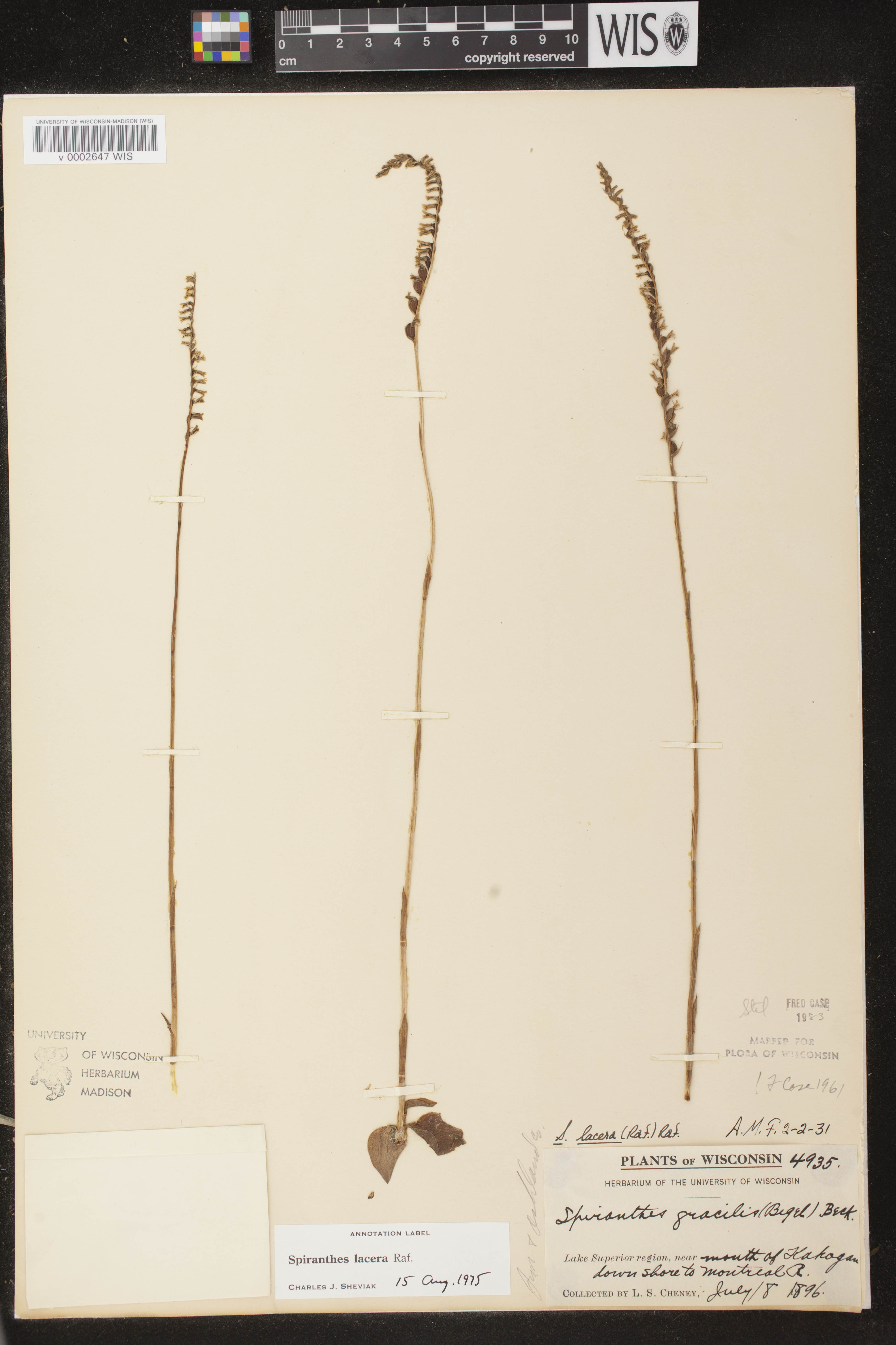 Spiranthes lacera var. lacera image