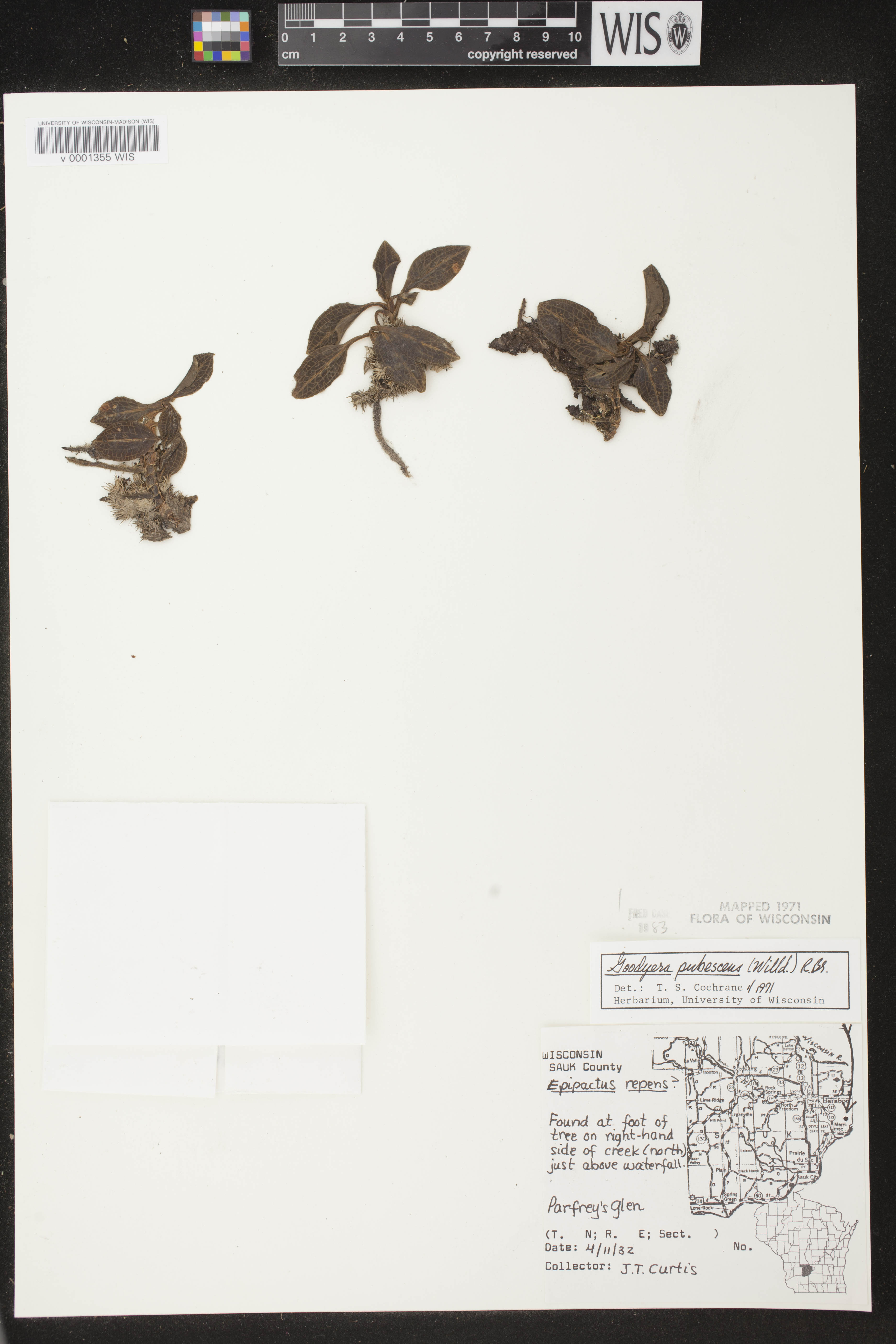 Goodyera pubescens image
