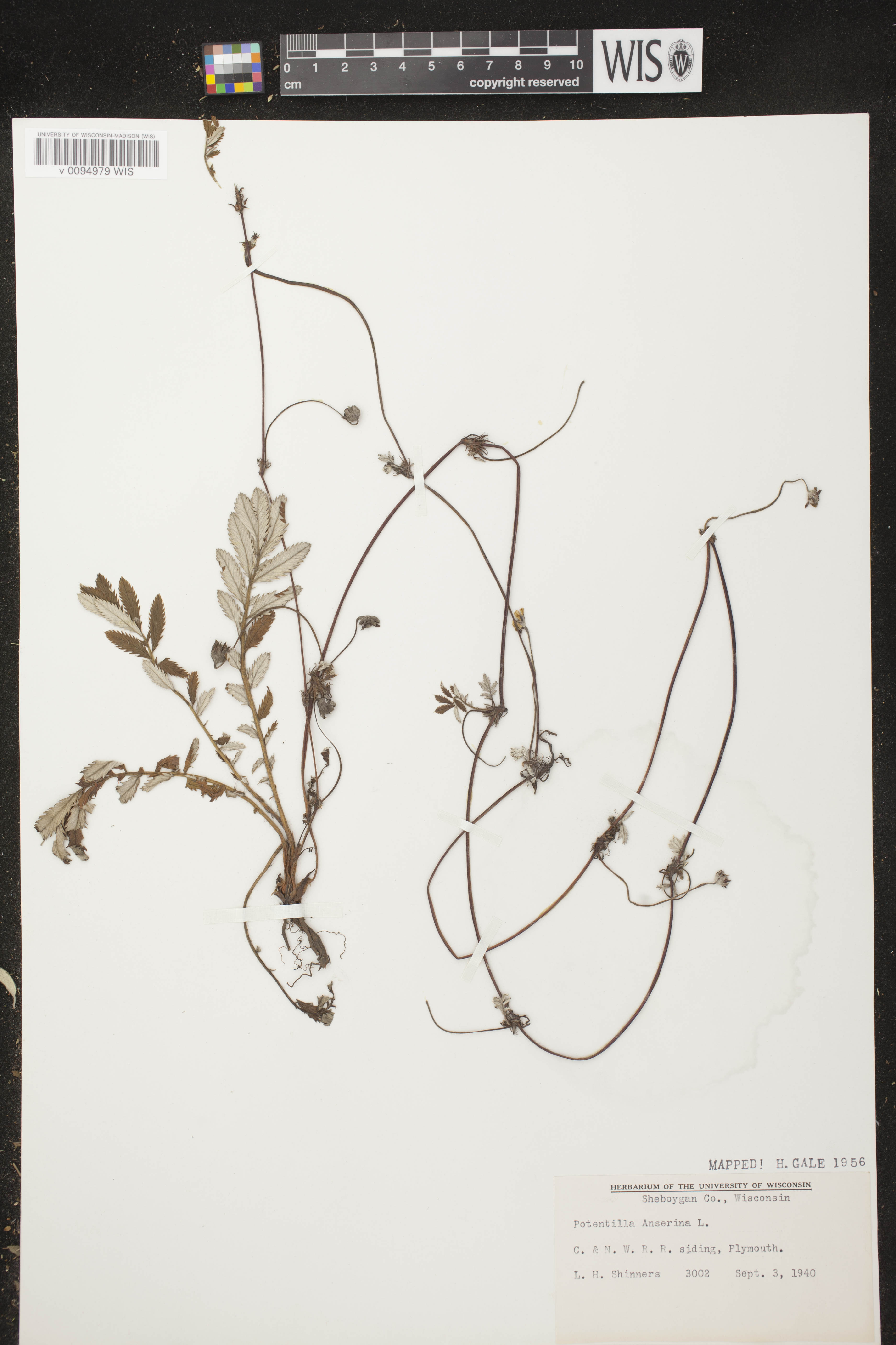 Potentilla anserina subsp. anserina image