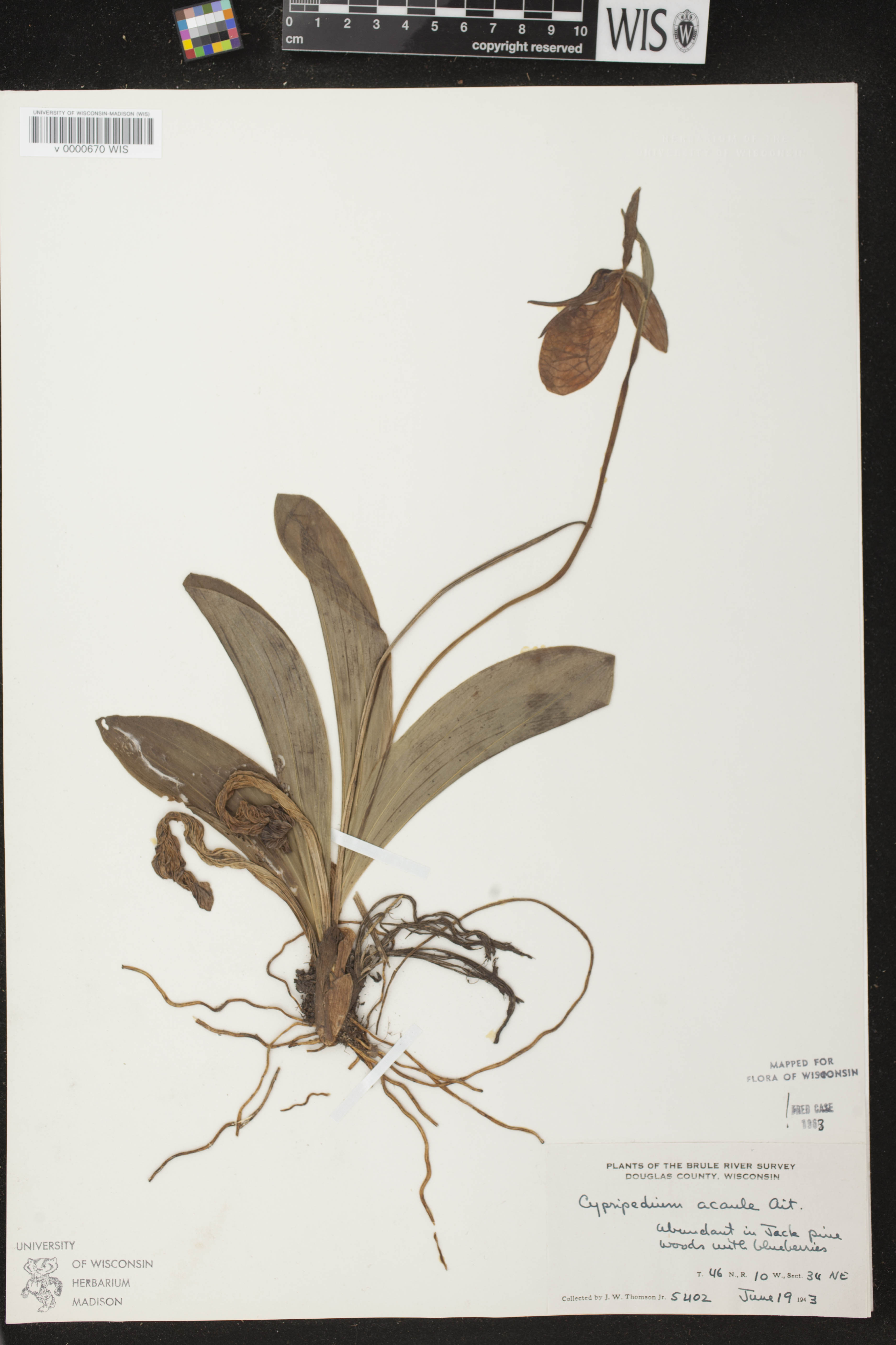 Cypripedium acaule image