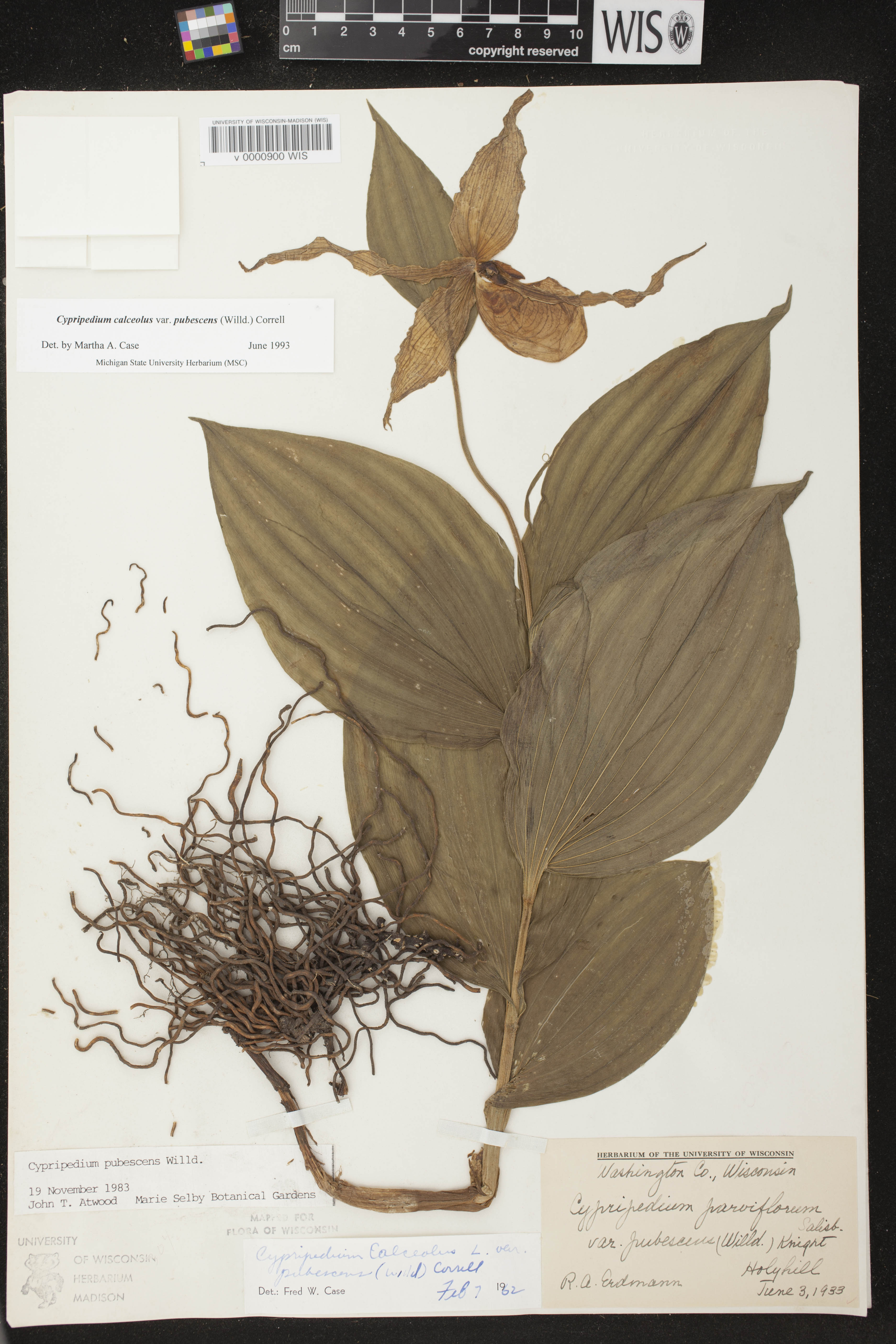Cypripedium parviflorum image