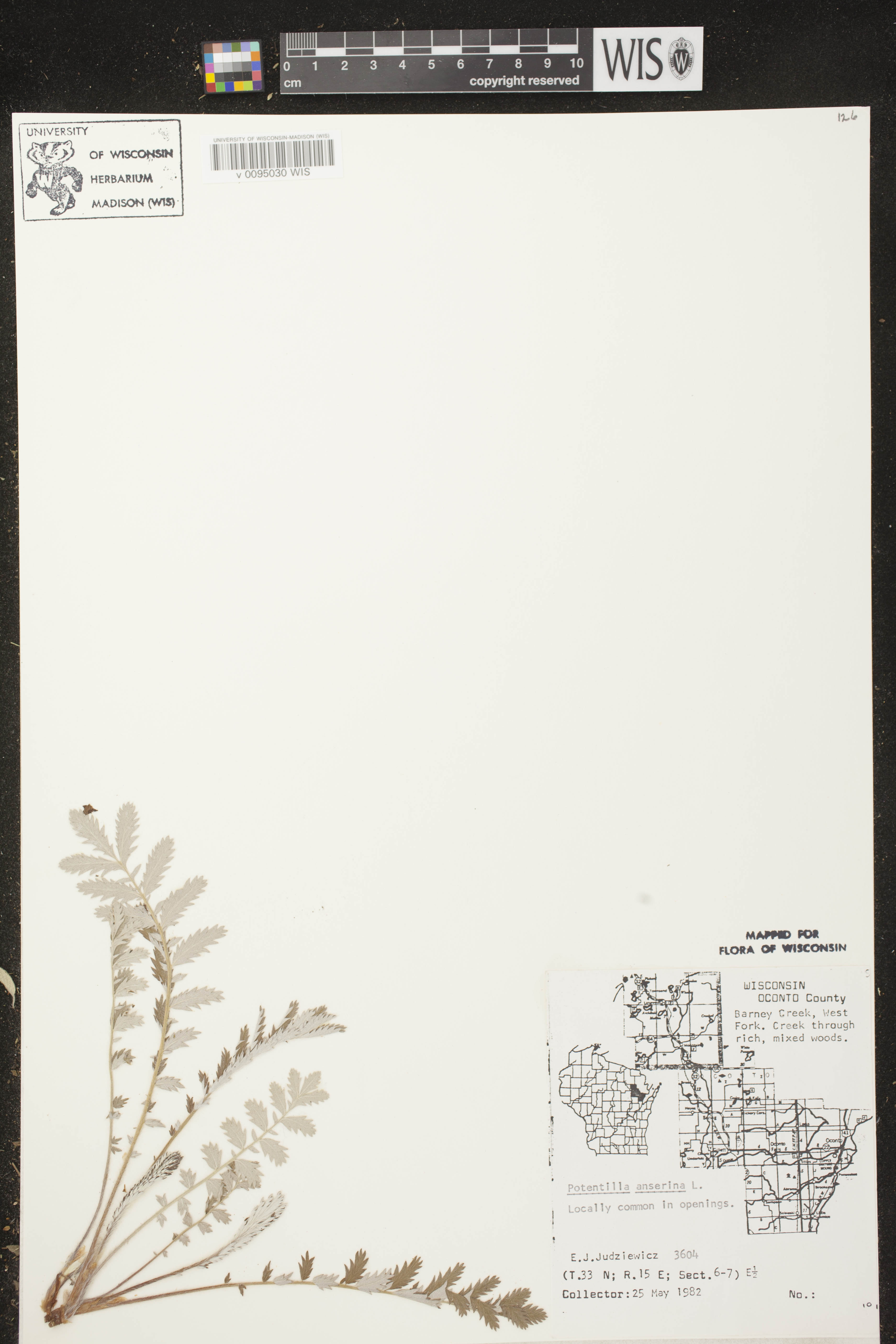 Potentilla anserina subsp. anserina image