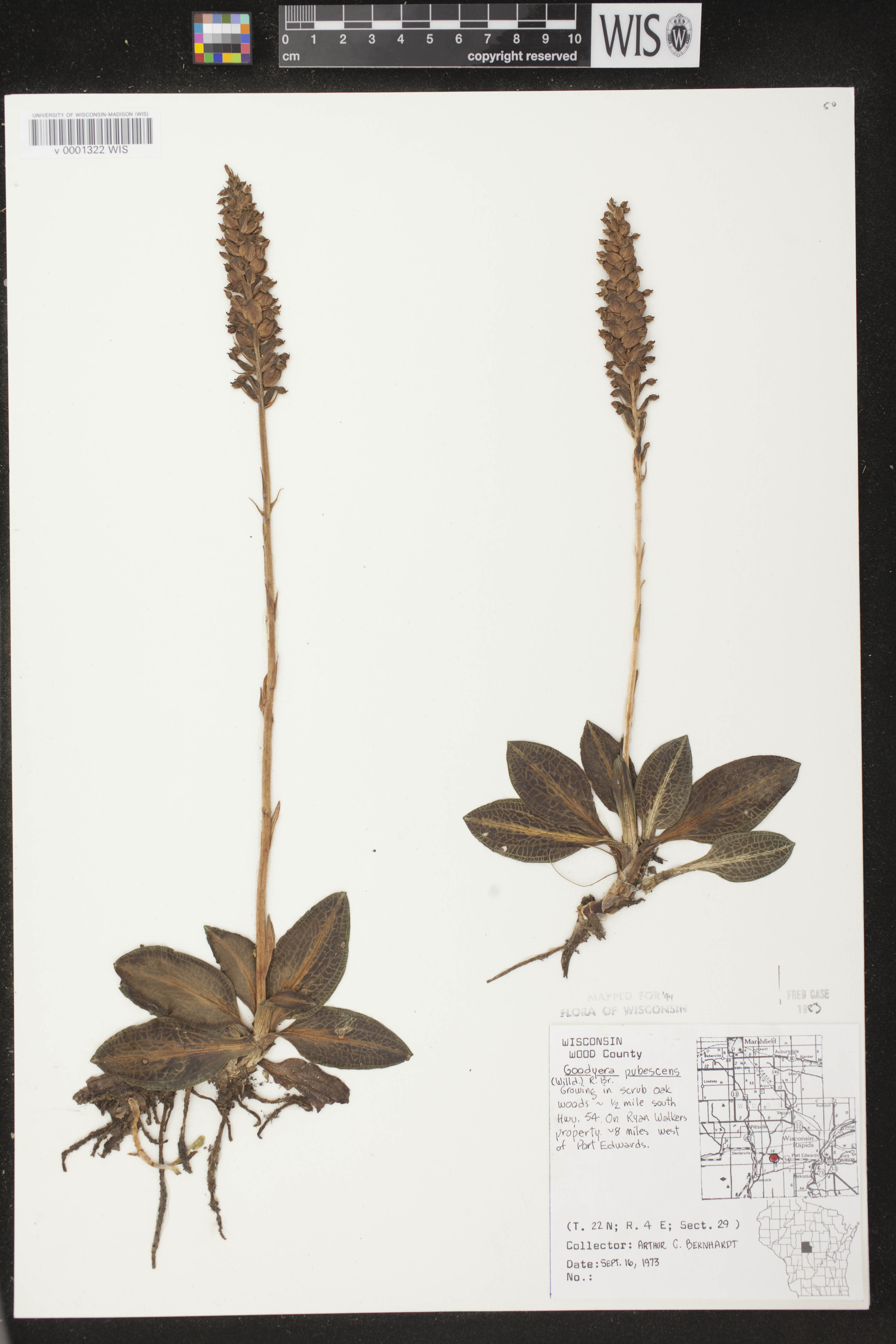 Goodyera pubescens image