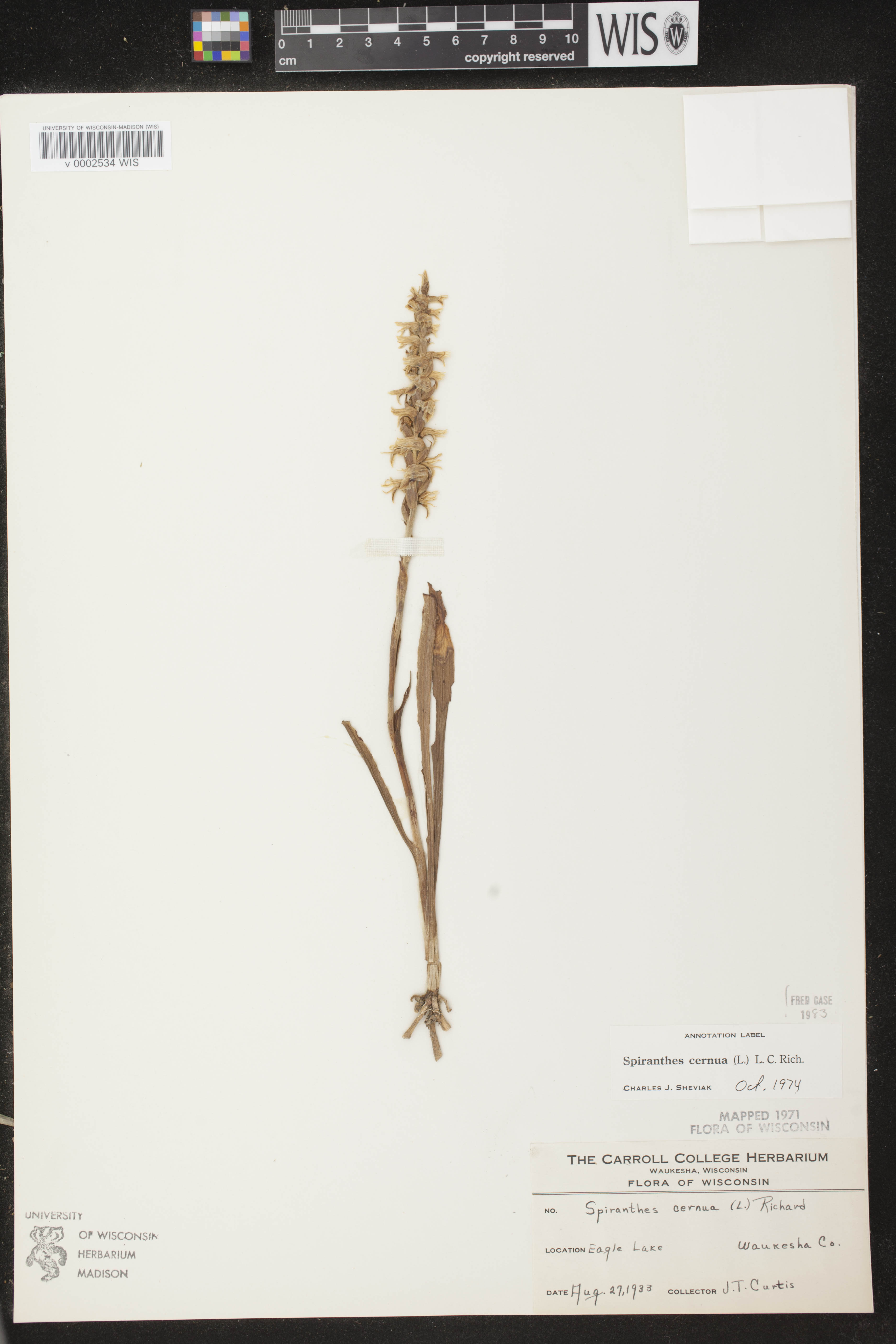 Spiranthes cernua image