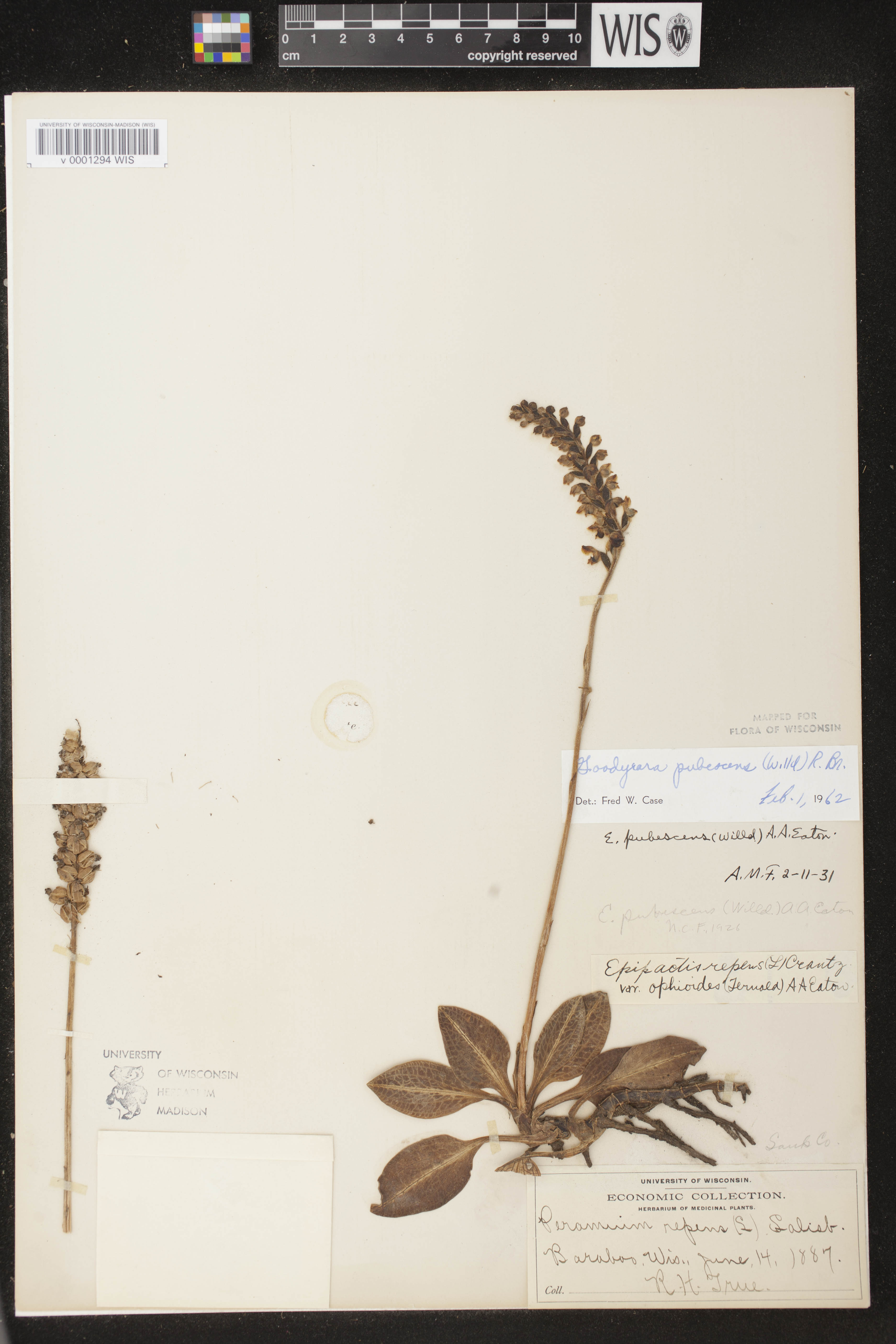 Goodyera pubescens image