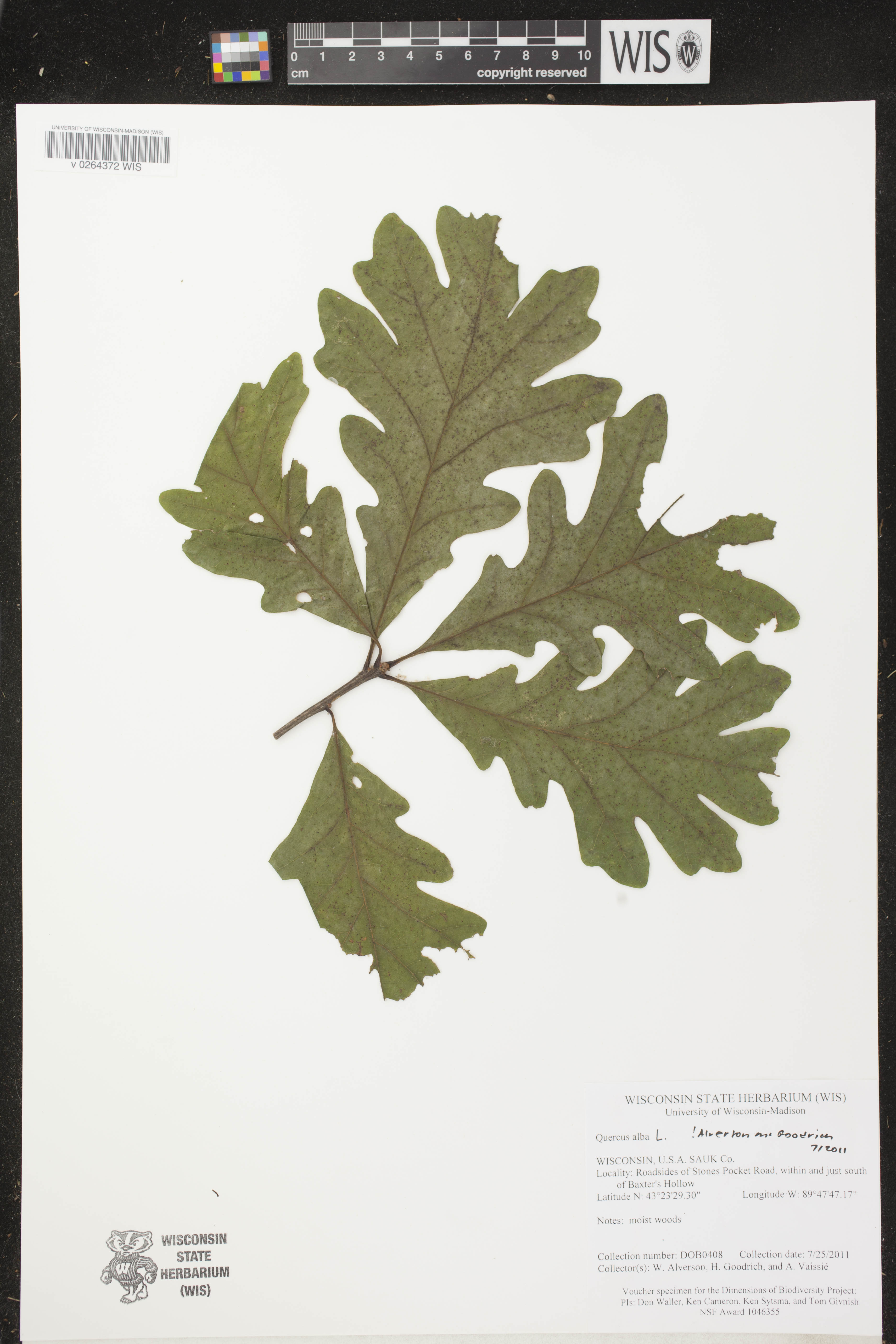 Quercus alba image