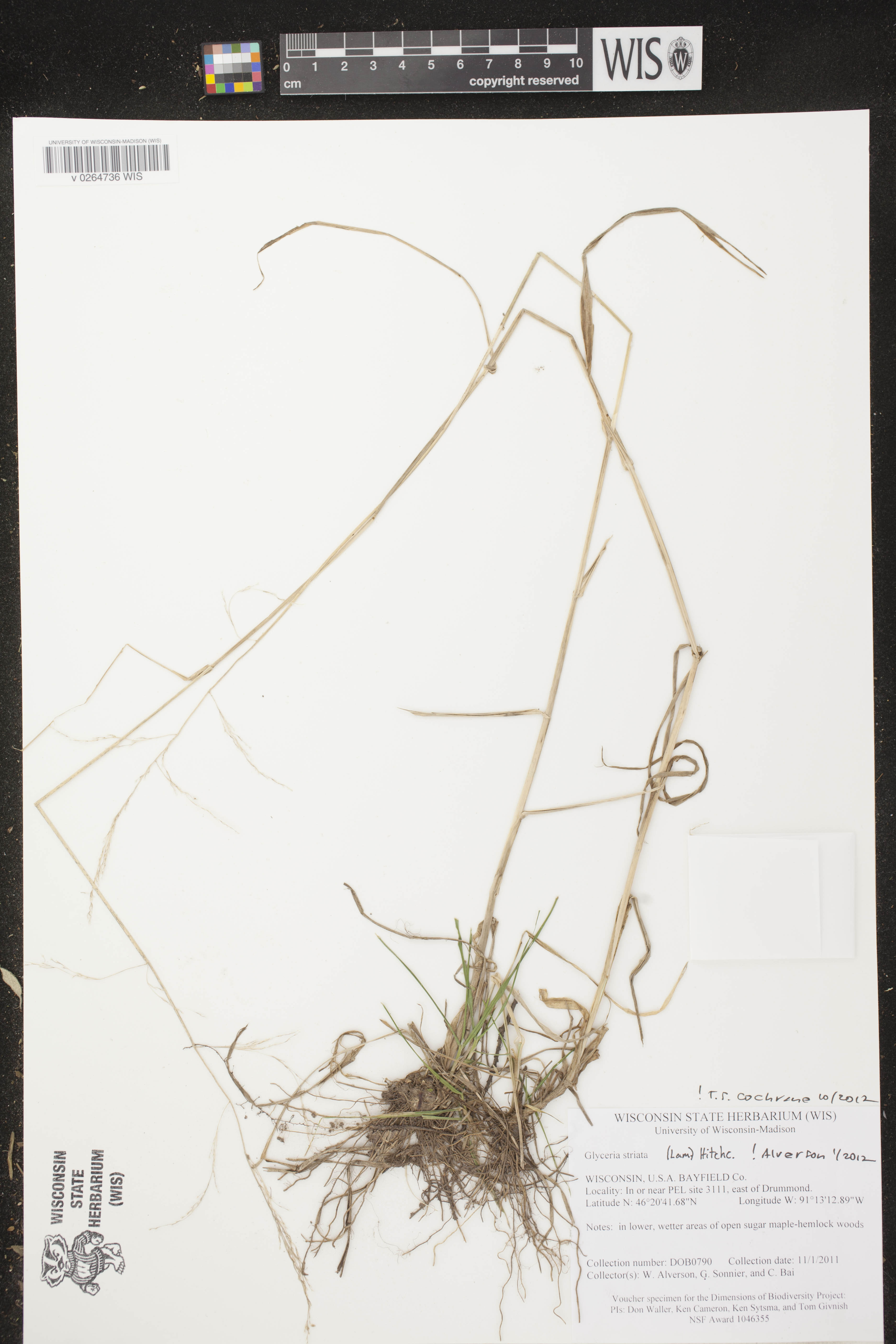 Glyceria striata image