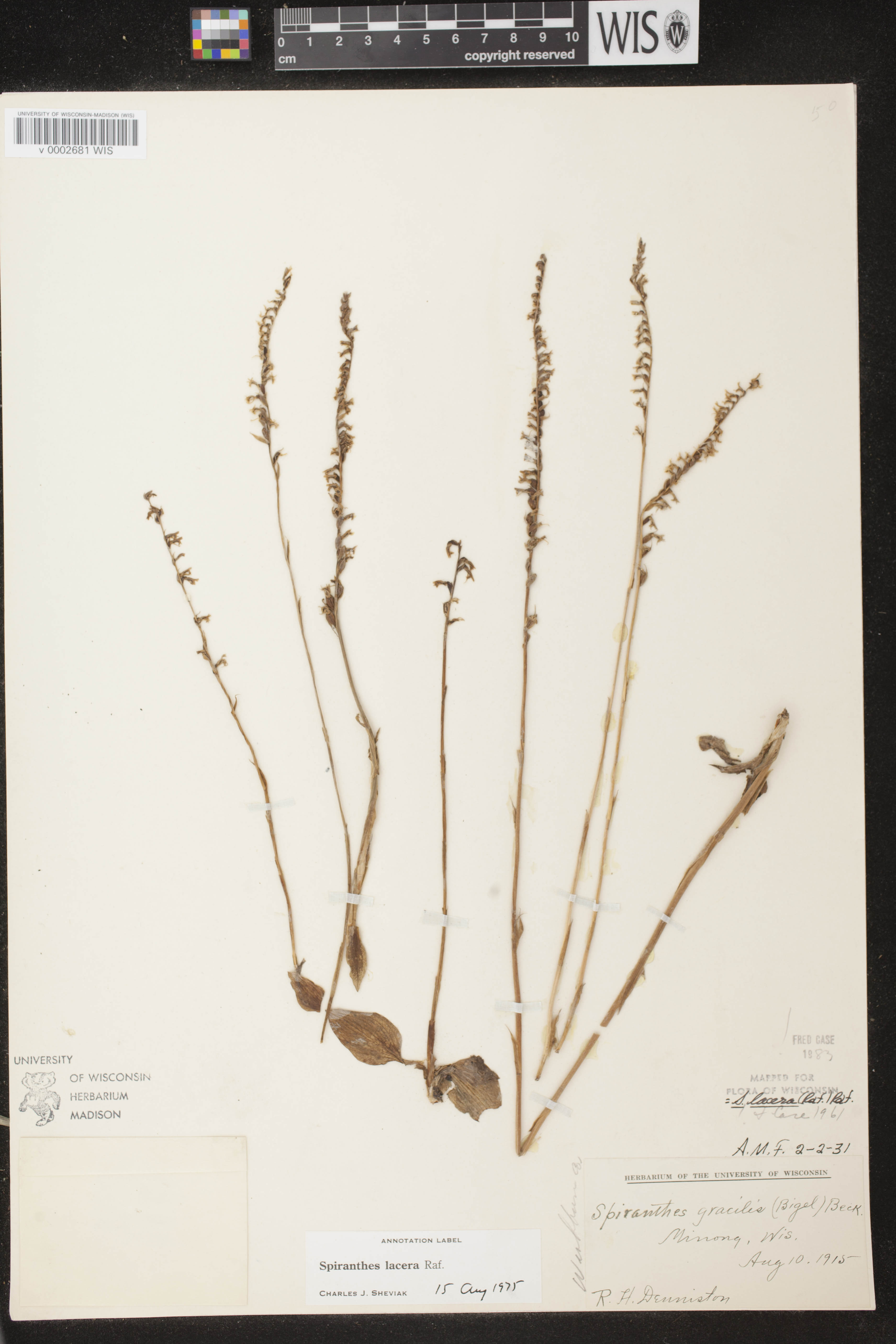 Spiranthes lacera var. lacera image