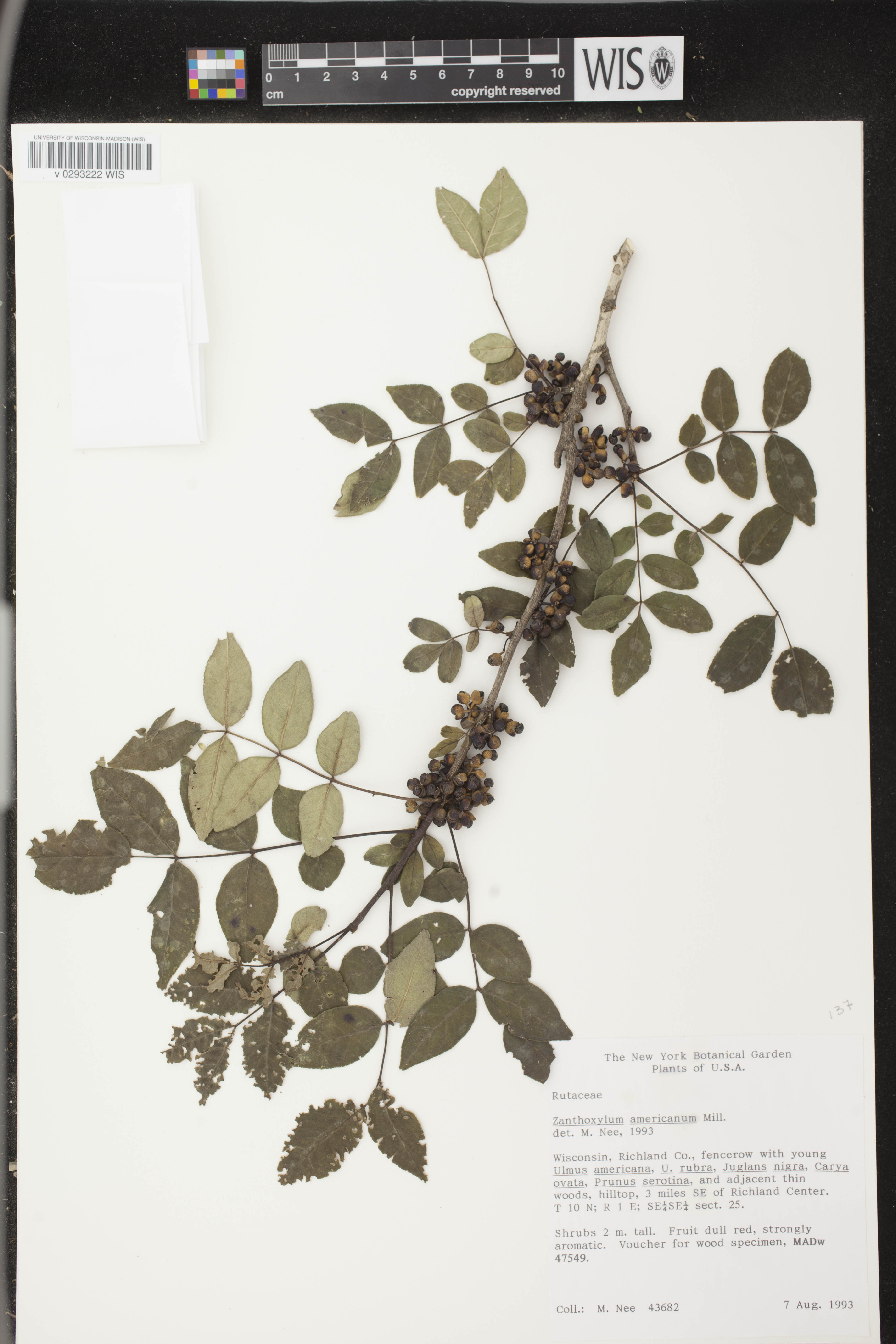 Zanthoxylum americanum image