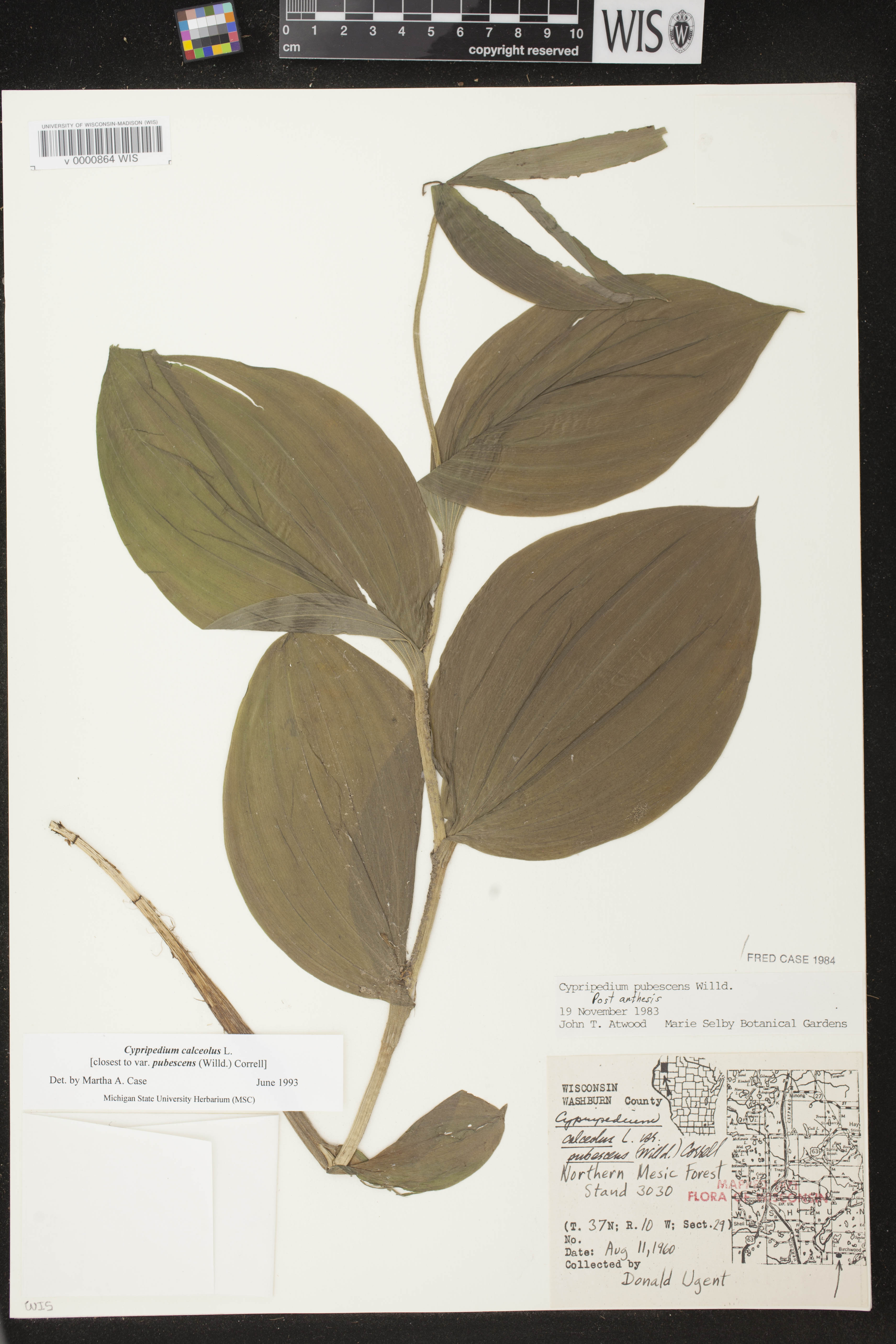 Cypripedium parviflorum image
