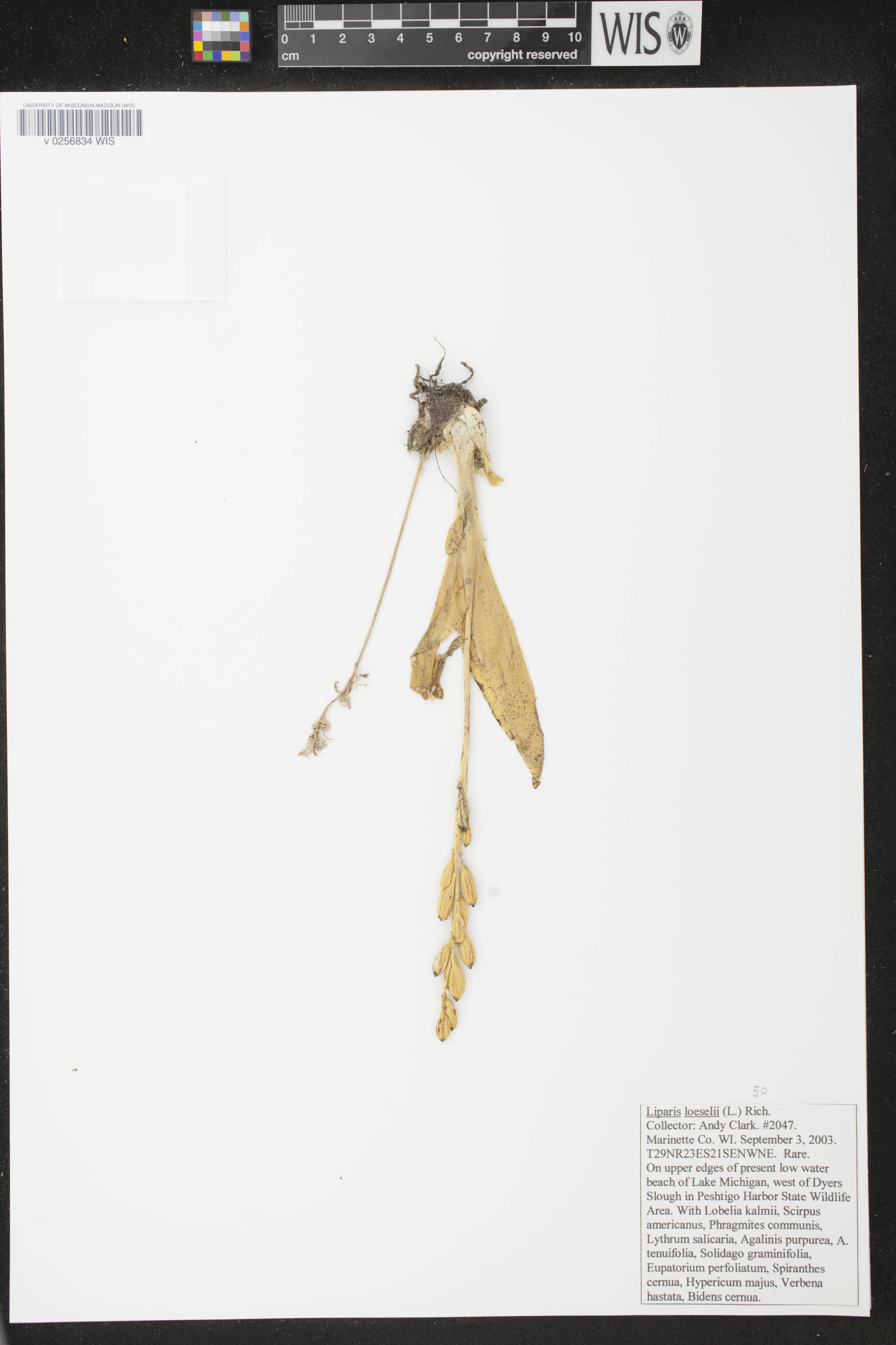 Liparis loeselii image