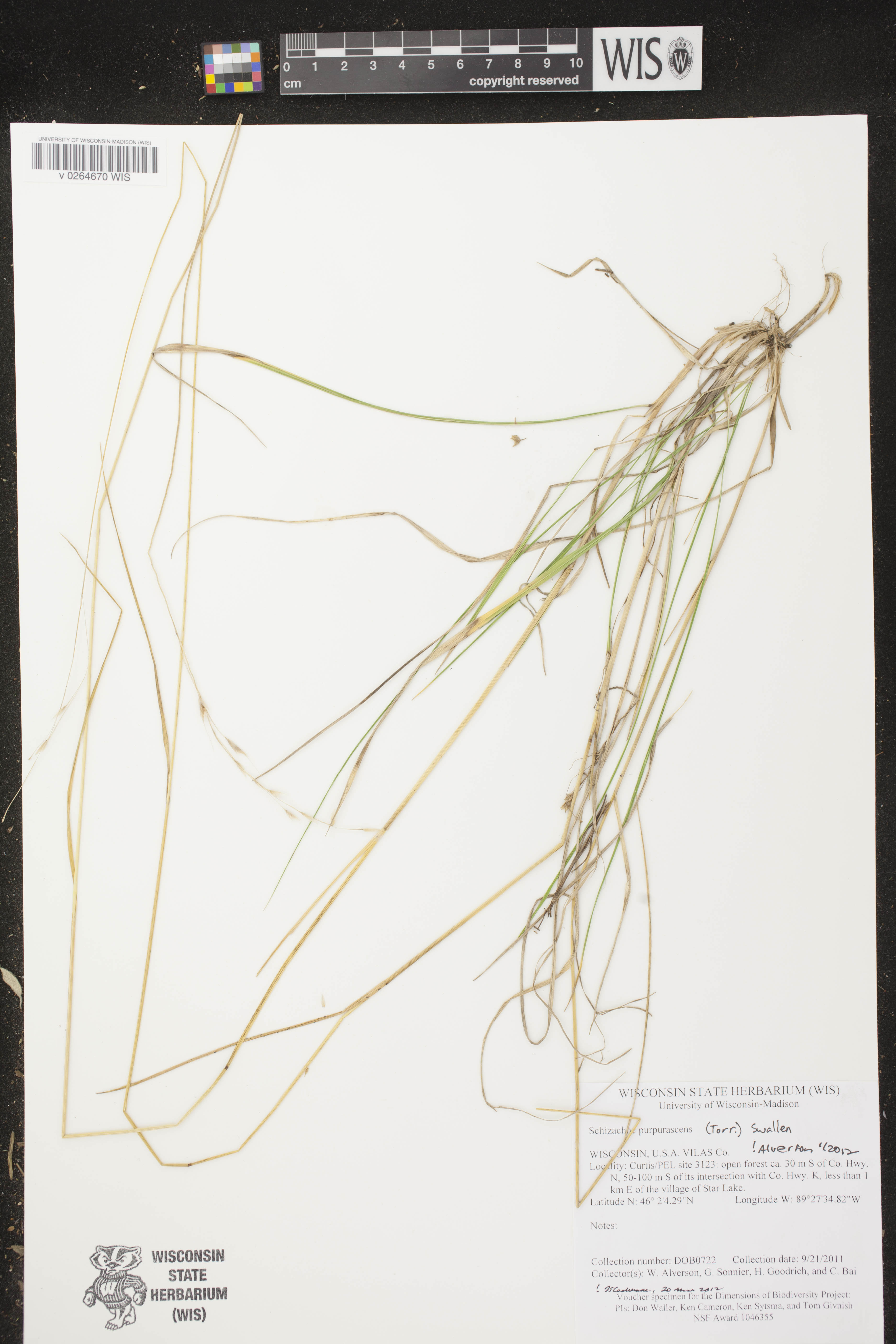 Schizachne purpurascens image