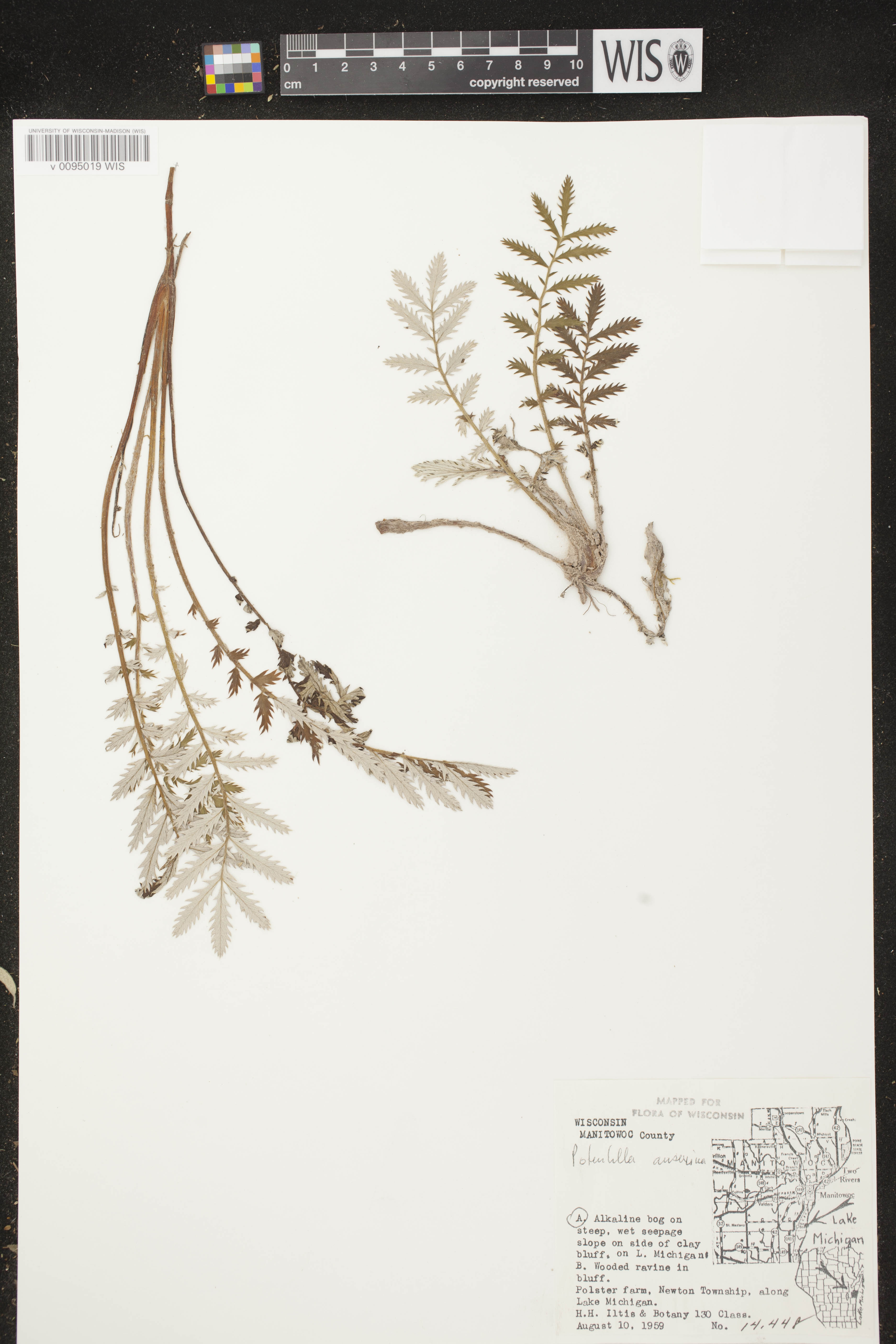 Potentilla anserina subsp. anserina image
