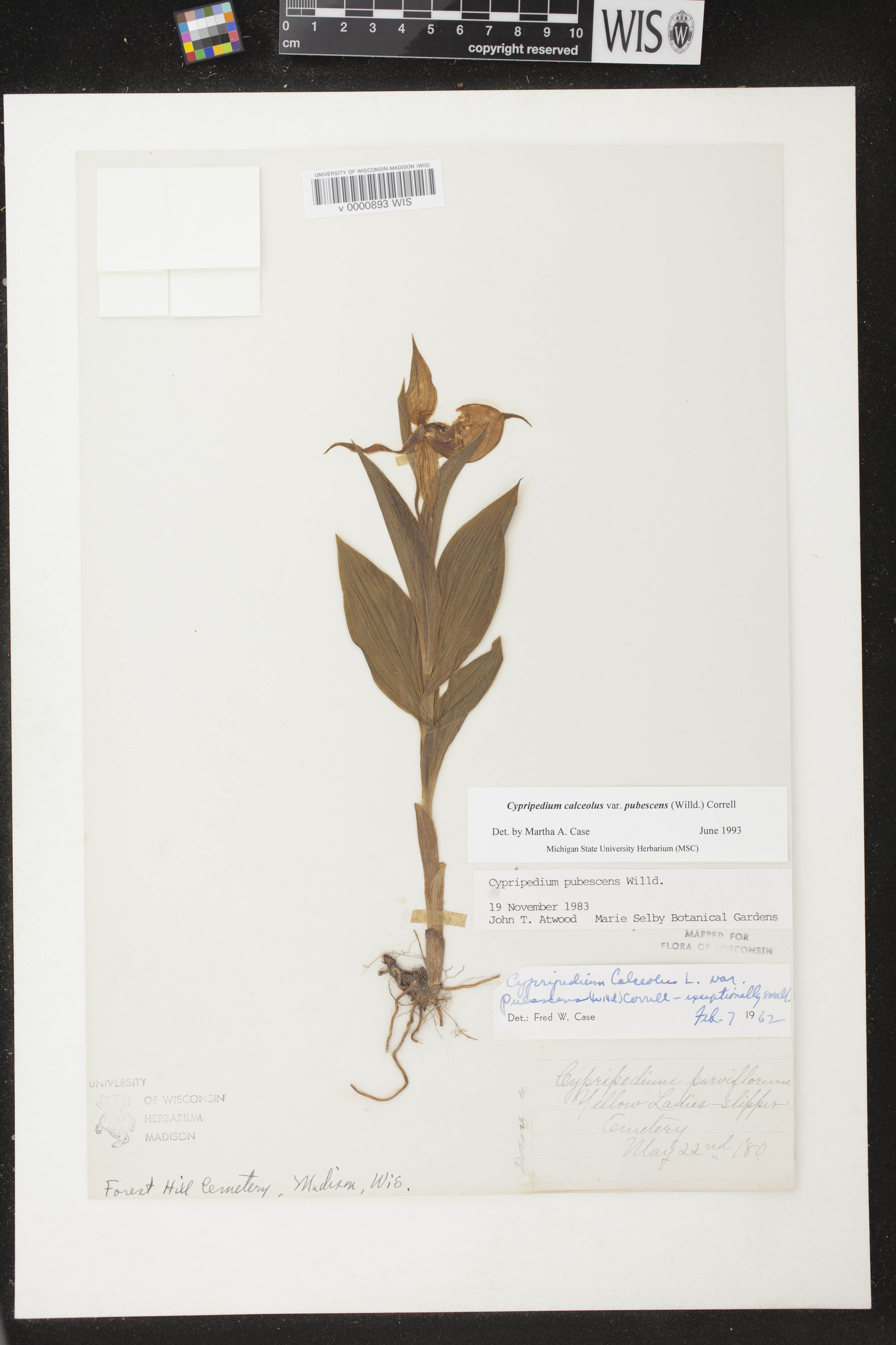 Cypripedium parviflorum image