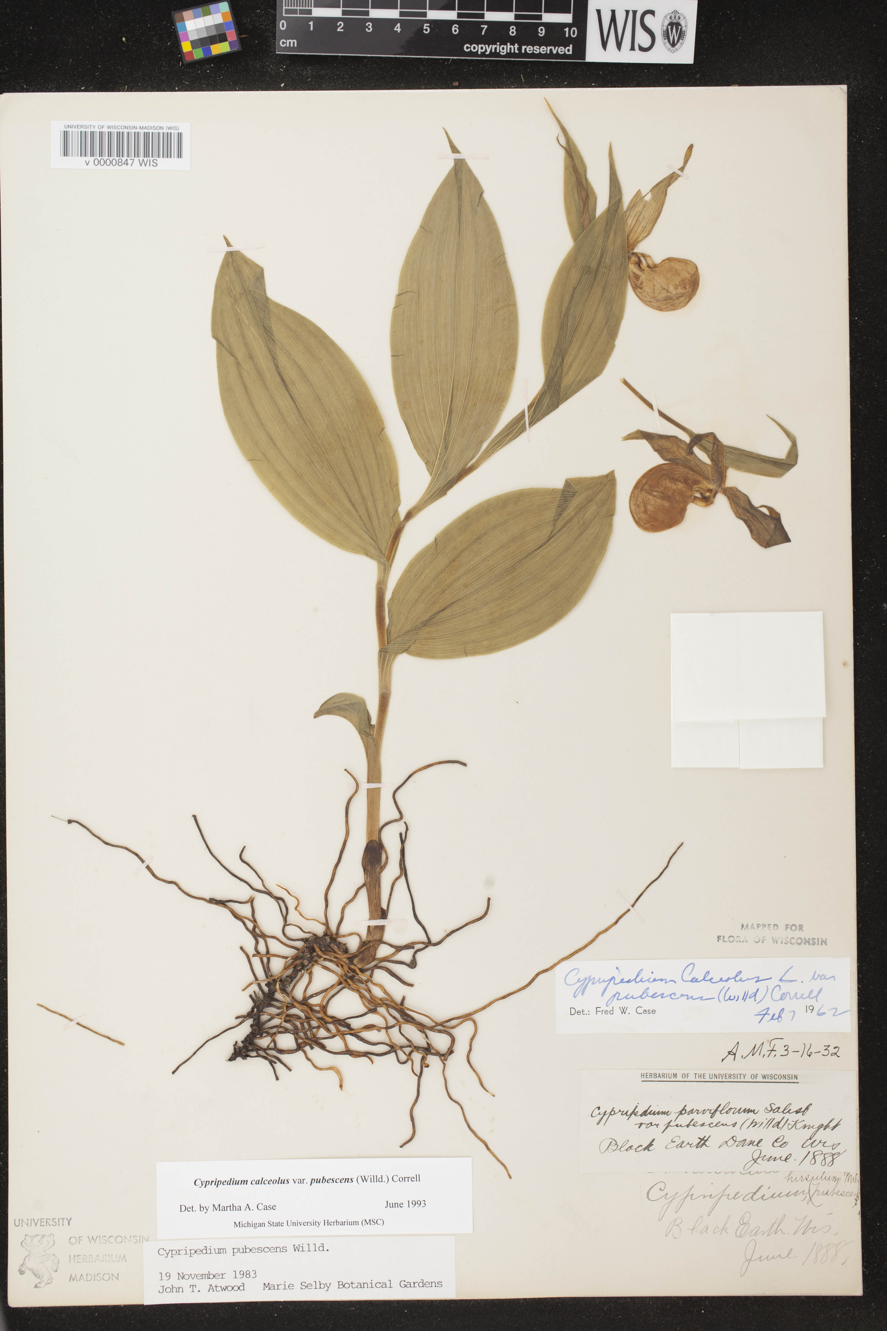 Cypripedium parviflorum image