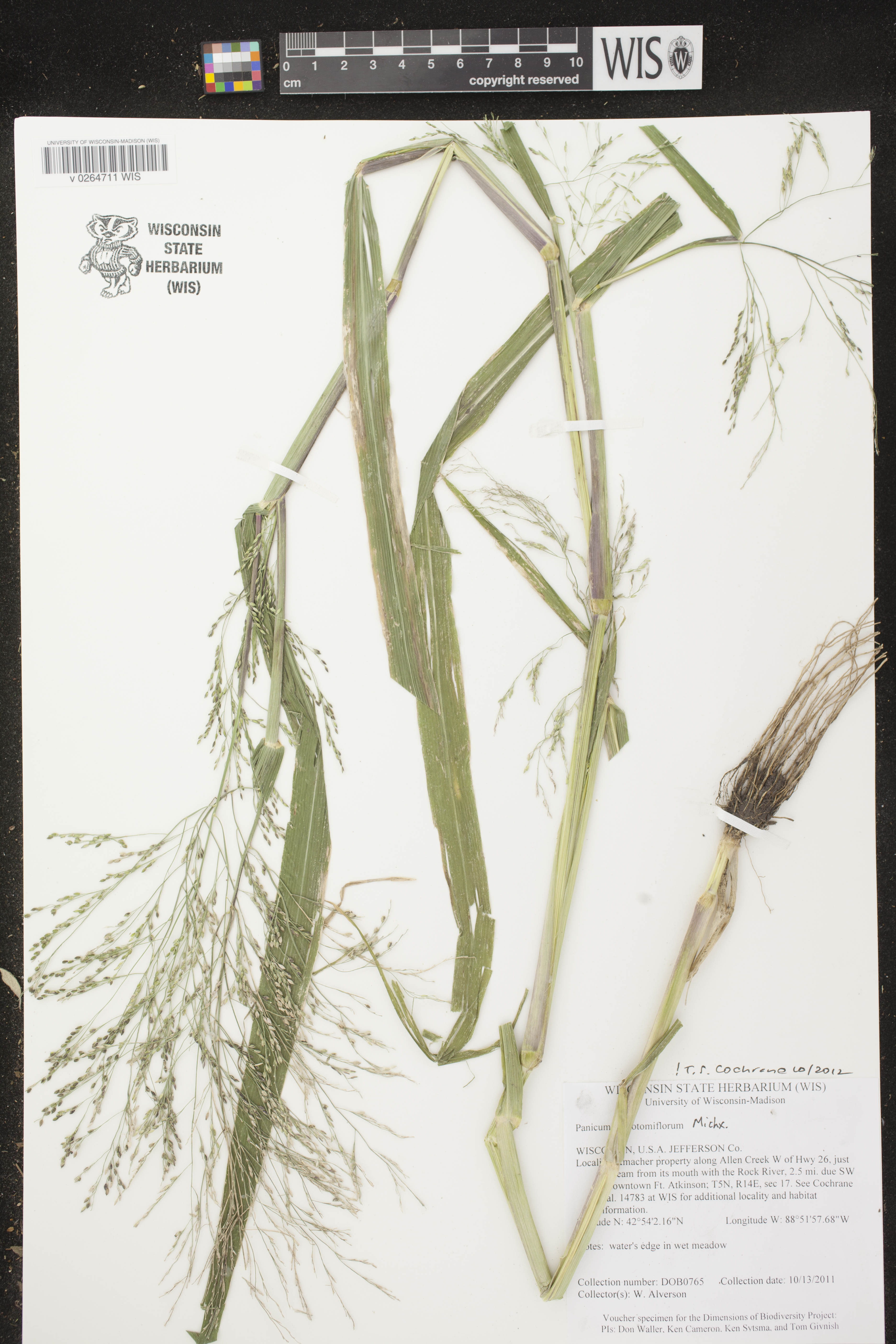 Image of Panicum dichotomiflorum