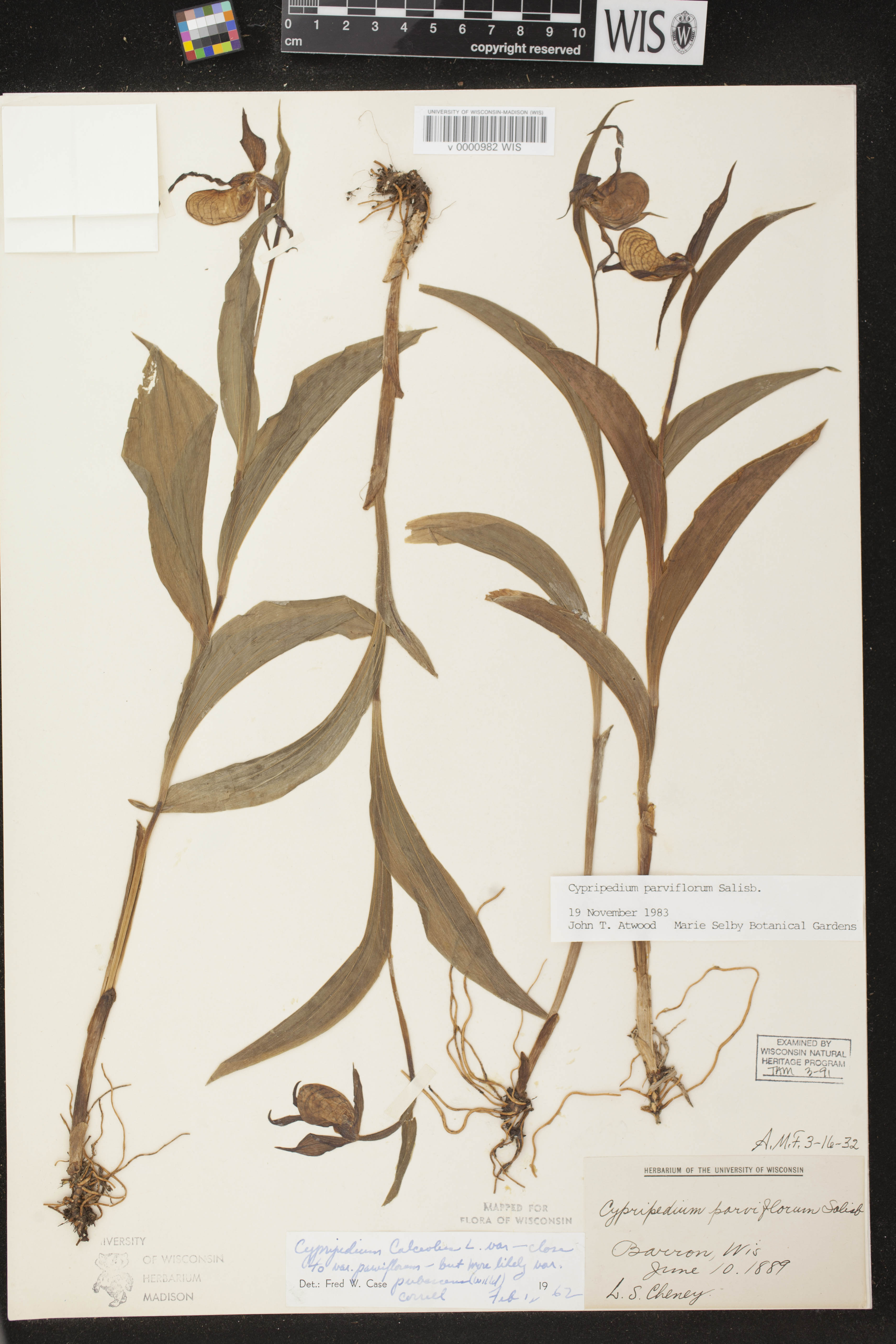 Cypripedium parviflorum image
